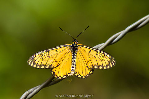 Yellow Coster Looking at this butterfly you would not be able to guess that this was the thing inside the chrysalis I shared in my previous post. Butterflies are so different throughout their life time. Spiney looking dark catarpillar develops into a very beautiful whitish pupa and then the butterfly coming out of this is so yellow in colour. This is diversity of shapes and colours within the species. 

Chrysalis stage https://www.jungledragon.com/image/93305/chrysalis_is_such_a_fascinating_thing.html Acraea issoria,Butterflies,Butterflies of India,ButterfliesofIndia,Butterfly,Coster,Geotagged,India,Indian Butterflies,IndianButterflies,Lepidoptera,Nymphalid,Nymphalidae,Spring,Yellow coster,YellowCoster