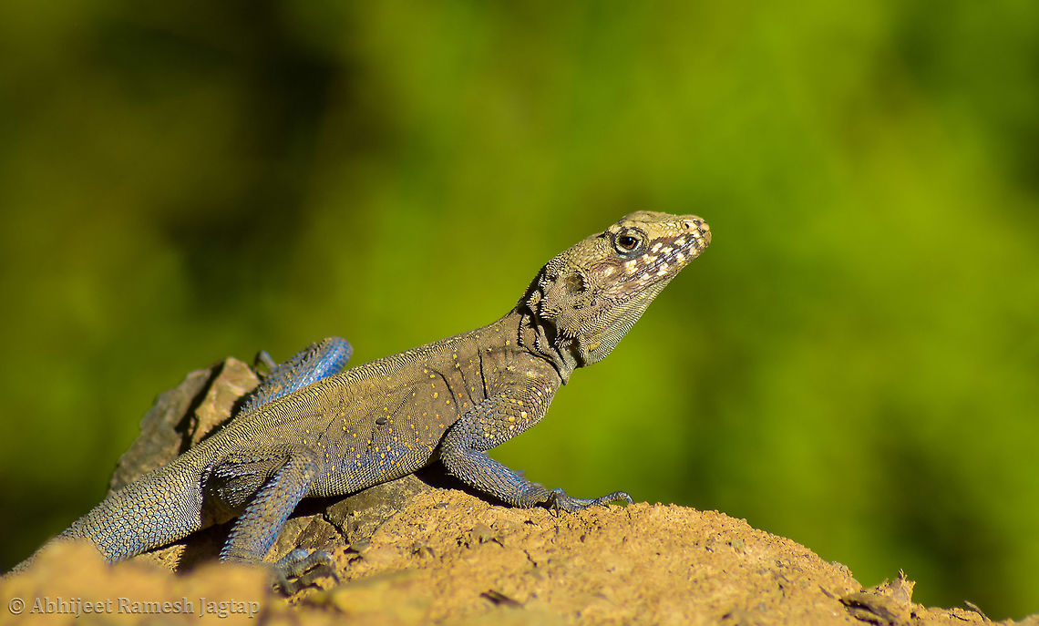 One of the best sightings of 2019 This amazing male lizard turns blue in breeding season and I had lived this moment of witnessing it and documenting it. I witnessed many individuals of this species and also documented them but this male which gave me few seconds to be able to document it is surely a memorable one. I have seen this at an altitude of 2400m+ and where there is sub zero temperature. It is an amazing species from Himalayan landscape as it withstands temperature range of -10&deg;C to sometimes 35&deg;C+. Agama,Agamid,Agamidae,Chamba,Geotagged,Himachal,Himachal Pradesh,HimachalPradesh,India,Kashmir rock agama,KashmirRockAgama,Laudakia,Laudakia tuberculata,Nikon,Nikon D5600,RockAgama,Spring,Tamron,Tamron AF 70-300mm f4-5.6 Di LD MACRO 1:2