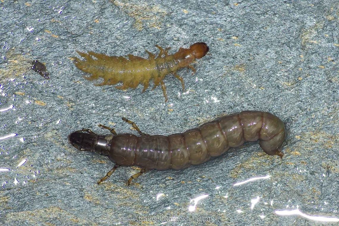 Megaloptera and Caddisfly larvae I was on a study tour to Himalayas where I was to check presence of any high altitude freshwater fishes and there I also had to check for the pray-base. These larvae are part of the diet in majority of the fish species of high altitude rivers is what I found. The one on top is larva of insect from the order Megaloptera (which is more than 300 species) and below that is the larva of caddisfly (A naked larva as it generally has covering like an exoskeleton). Its very tough or rather impossible to reach species level identification just from the photographs and hence leaving them as it is.   Caddisfly,Chamba,Chaurah,Geotagged,Himachal,Himachal Pradesh,HimachalPradesh,Incredible India,IncredibleIndia,India,Insecta,Larva,Larvae,Megaloptera,Ravi,Ravi River,Winter