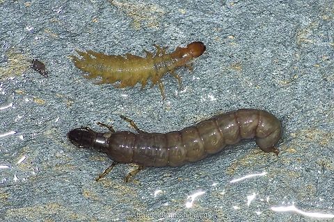 Megaloptera and Caddisfly larvae I was on a study tour to Himalayas where I was to check presence of any high altitude freshwater fishes and there I also had to check for the pray-base. These larvae are part of the diet in majority of the fish species of high altitude rivers is what I found. The one on top is larva of insect from the order Megaloptera (which is more than 300 species) and below that is the larva of caddisfly (A naked larva as it generally has covering like an exoskeleton). Its very tough or rather impossible to reach species level identification just from the photographs and hence leaving them as it is.   Caddisfly,Chamba,Chaurah,Geotagged,Himachal,Himachal Pradesh,HimachalPradesh,Incredible India,IncredibleIndia,India,Insecta,Larva,Larvae,Megaloptera,Ravi,Ravi River,Winter