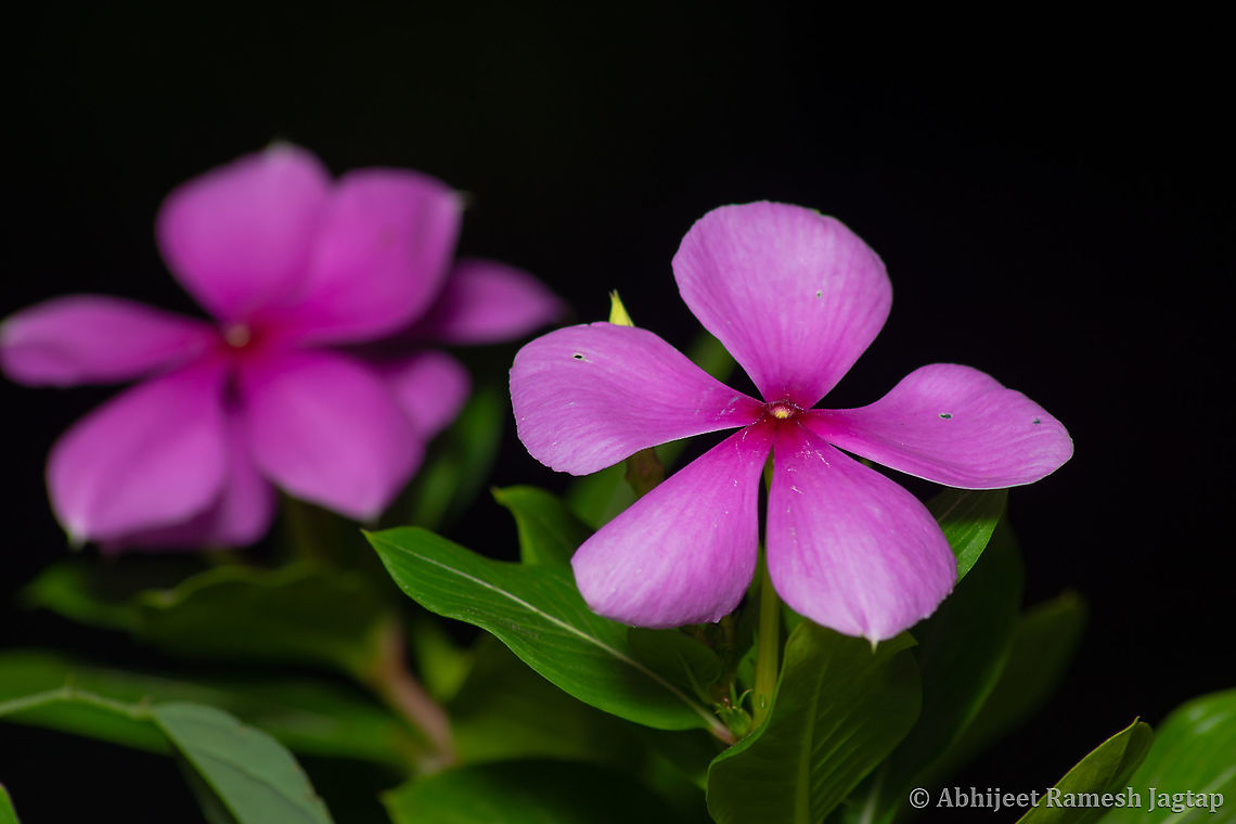 Abundantly common but endangered in the Wild. Catharanthus roseus is the plant I have been seeing since I was a kid and its everywhere in India. In marathi language (Maharashtra state, India) it is known as Sadafuli meaning Sada = Always fuli = blooming. This plant has escaped cultivation long back and now it is naturalized around houses and disturbed human influenced landscapes. This one is listed invasive in many countries as it produces small seeds that can be easily dispersed by ants, wind and water and can also be propagated vegetatively by cuttings.<br />
This native to Madagaskar plant is now endangered in Wild due to loss of Habitat. Catharanthus,Catharanthus roseus,Flora of India,Flower,Flowers of India,FlowersOfIndia,Geotagged,India,Indian FLora,Madagascar rosy periwinkle,Nikon,Nikon D5600,Periwinkle,Sadafuli,Spring,Tamron,Tamron AF 70-300mm f4-5.6 Di LD MACRO 1:2