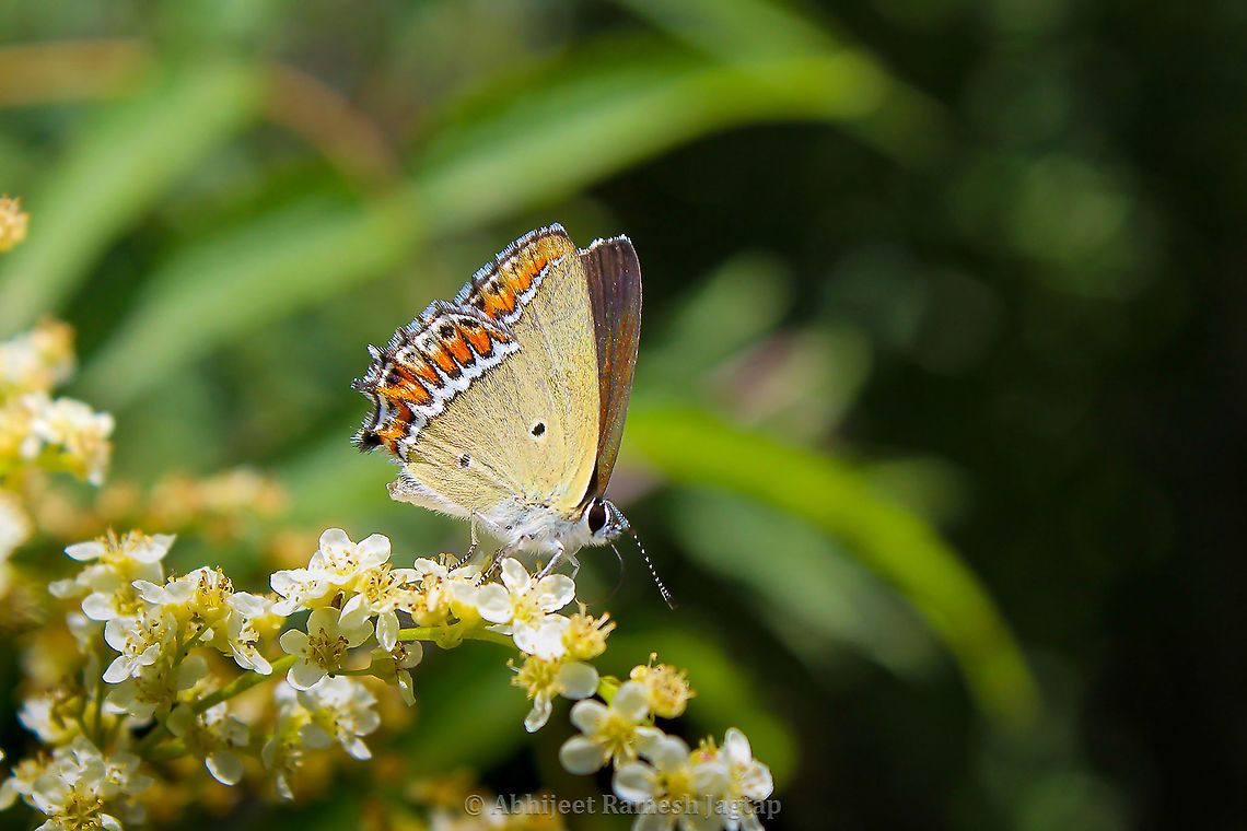 Sorrel Sapphire This tiny beauty is common in Himalayas but still a beauty it is!!! I love the fact that in any biodiversity assessment you literally have to take efforts to have all the possible shots of these tiny creatures to reach species level identification and hence it makes them important in such assessments. I tried searching for etymology of its genus and I found that Helio means relating to sun and phorus is of origin. So sun is the origin of is what it means and its quite cool. In this lockdown I went a step ahead and imagined its wings arranged in a circle in order to get those flaming red-orange edges of the wing on the edge of a circle :-p. Thats enough of me fancying this beauty.  Abhijeet Jagtap,Abhijeet Ramesh Jagtap,Canon,Canon 1200D,Geotagged,Heliophorus sena,India,IndianBiodiversity,IndianWildlife,Macro,Naturalist,Sorrel sapphire,Spring,WildHimachal,Wildlife of India