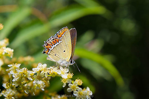 Sorrel Sapphire This tiny beauty is common in Himalayas but still a beauty it is!!! I love the fact that in any biodiversity assessment you literally have to take efforts to have all the possible shots of these tiny creatures to reach species level identification and hence it makes them important in such assessments. I tried searching for etymology of its genus and I found that Helio means relating to sun and phorus is of origin. So sun is the origin of is what it means and its quite cool. In this lockdown I went a step ahead and imagined its wings arranged in a circle in order to get those flaming red-orange edges of the wing on the edge of a circle :-p. Thats enough of me fancying this beauty.  Abhijeet Jagtap,Abhijeet Ramesh Jagtap,Canon,Canon 1200D,Geotagged,Heliophorus sena,India,IndianBiodiversity,IndianWildlife,Macro,Naturalist,Sorrel sapphire,Spring,WildHimachal,Wildlife of India