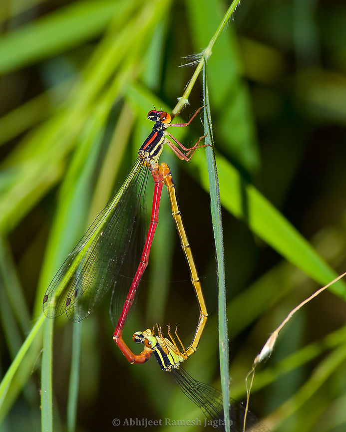 Love making ;-p Male grabs female by the back of her neck using claspers present at the end of his abdomen. One awesome thing about this attachment is it is species-specific!!! Now in this position this pair can fly together and if  the female is sexually receptive, she will raise her abdomen in order to bring her sex organs in contact with the sex organs of the male. This position is known as heart-shape wheel or just wheel shape (as visible in the picture above). Some individuals remain in this position for minutes while some spend hours till the deposition of the eggs. Calicnemia carminea,Chamba,Chaurah,Churah,D5600,Damselflies,Damselfly,Geotagged,Himachal Pradesh,India,Indian Damselflies,Indian Odonates,Indian Wildlife,Insects of India,Nikon,Nikon D5600,Odonates of India,Tamron,Tamron AF 70-300mm f4-5.6 Di LD MACRO 1:2,Wildlife of India