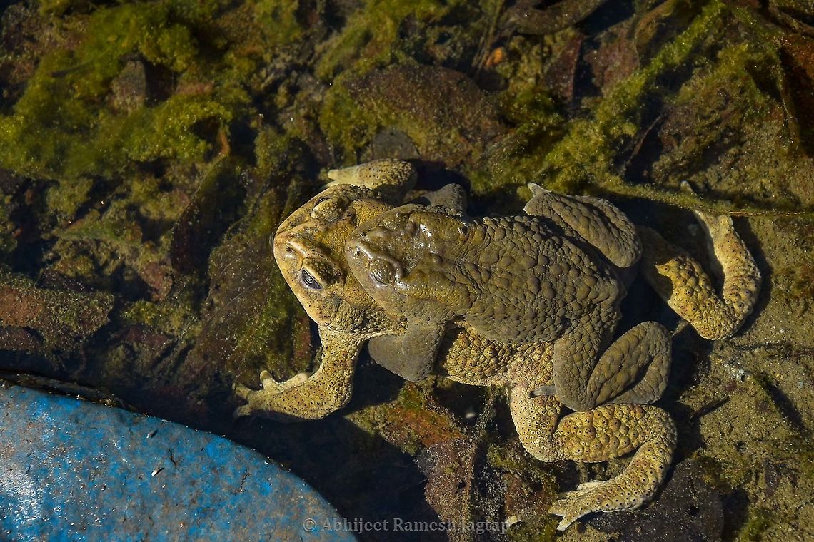 Mating is the first activity after winter sleep In the month of April 2019 when I saw the tadpole I got to know from the experts that they were tadpoles of Himalayan Toad and fortunately I got the opportunity to visit the same place in the month of March 2020 (first week) where I saw this beautiful pair in its mating position and already laying-off eggs in tube-like structure (I will make another post showing that structure). What I was wondering then was this species is another wonder as melting of snow and ice was a very recent phenomenon on this study site and they immediately after coming out of their hibernation start mating as soon as possible so that there can be new generations doing the same next year and year next to that. It would be so interesting if I could document their winter sleep.<br />
<br />
Image of their eggs in tubes : <figure class="photo"><a href="https://www.jungledragon.com/image/94116/egg_sac_of_endemic_himalayan_toad.html" title="egg sac of endemic Himalayan Toad"><img src="https://s3.amazonaws.com/media.jungledragon.com/images/1843/94116_thumb.jpg?AWSAccessKeyId=05GMT0V3GWVNE7GGM1R2&Expires=1759968010&Signature=CuwnNKo2Q4eisKQOpOJURPFNd3g%3D" width="200" height="126" alt="egg sac of endemic Himalayan Toad As I said in my Himalayan Toad species intro post, that I will be posting egg and then tadpole image, here am adding egg stage today. So I made a collage showing freshly laid eggs in tubes on a bed of algae and besides that image there is an another image showing older tube carrying eggs. As it gets old the transparency of the tube is affected by many environmental factors and in a way such covering in dust and turbidity provides them safety against the predators is what I assumed as the eggs are less visible in this form. Also yes, one last comment on it is these tubes were not very small to ignore and longest I saw was almost 2 meters long!!! So this was from my visit in the month of March 2020 (first week to be very specific)<br />
Image of adult mating : https://www.jungledragon.com/image/94026/mating_is_the_first_activity_after_winter_sleep.html<br />
Tadpoles: https://www.jungledragon.com/image/94286/ready_for_metamorphosis.html Abhijeet Jagtap,Abhijeet Ramesh Jagtap,AmphibiansOfIndia,Chamba,Duttaphrynus himalayanus,Geotagged,Himachal Pradesh,HimachalPradesh,Himalayan,Himalayan toad,Incredible India,IncredibleIndia,India,IndianAmphibians,Toad,abhitap,abhitap1991" /></a></figure><br />
<br />
Tadpoles : <figure class="photo"><a href="https://www.jungledragon.com/image/94286/ready_for_metamorphosis.html" title="Ready for metamorphosis"><img src="https://s3.amazonaws.com/media.jungledragon.com/images/1843/94286_thumb.jpg?AWSAccessKeyId=05GMT0V3GWVNE7GGM1R2&Expires=1759968010&Signature=%2B%2FpV4AVQaChr53Lkk1Zexf1Z14s%3D" width="200" height="134" alt="Ready for metamorphosis These are the tadpoles of the Himalayan Toad I posted earlier. These tadpoles after a month or two will start metamorphosis to become an adult toad. Considering the timeline of the events, this is my first sighting of this species which happened in April 2019 and then this year in the first week of March I saw a mating pair and their egg sacs. In the puddles around the streams I saw these tadpoles in thousands and am not exaggerating!!! No one knows about how many of these thousands of tadpoles would reach adulthood to survive snowfall and then reproduce again...<br />
1. Adult Toads: https://www.jungledragon.com/image/94026/mating_is_the_first_activity_after_winter_sleep.html<br />
2. Egg sac: https://www.jungledragon.com/image/94116/egg_sac_of_endemic_himalayan_toad.html Abhijeet Jagtap,Abhijeet Ramesh Jagtap,Chamba,Duttaphrynus himalayanus,FrogsOfIndia,Geotagged,Himachal,Himachal Pradesh,Himalayan,Himalayan toad,Incredible India,IncredibleIndia,India,IndianFrogs,IndianToads,Ravi River,Spring,ToadsOfIndia,abhitap,abhitap1991" /></a></figure> Duttaphrynus,Duttaphrynus himalayanus,Frogs of India,Geotagged,Himalayan,Himalayan toad,Incredible India,IncredibleIndia,India,Indian Frogs,Nikon,Nikon D5600,Tamron,Tamron AF 70-300mm f4-5.6 Di LD MACRO 1:2,Toad,Winter