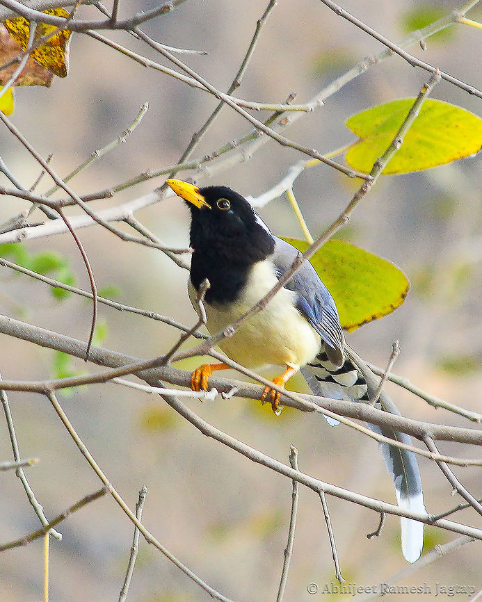 Yellow-billed Blue Magpie It was dreamy watching them glide from one location to other as they open their wings and especially tail feathers as they get wide open and that view is so amazing. Sadly (very sadly) I could not get time to wait for photographing them as I wanted but still could get this record shot as a souvenir from that trip.<br />
I have seen them moving around in a group and very rarely I have seen a solo bird. Again dawn and dusk were the times when these were very active and very rarely in the afternoon they can be seen in the agricultural fields hopping around.  Abhijeet Jagtap,Abhijeet Ramesh Jagtap,Biodiversity,Chamba,Chaurah,Churah,Fall,Geotagged,Himachal,Himachal Pradesh,Himalayas,India,Urocissa flavirostris,Wildlife,abhitap1991,yellow-billed blue magpie