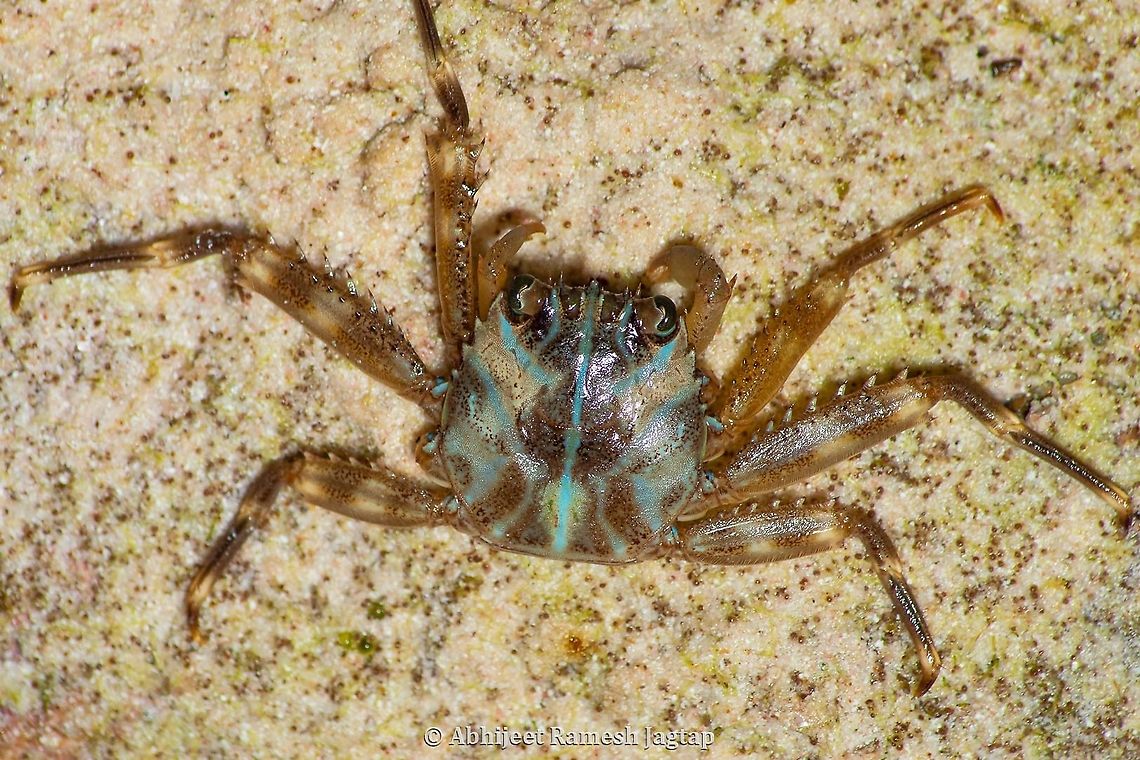 Fancy blue-sport striped Craby When I first saw this I knew am seeing a least documented crab from India. I was on a study tour on the island named Chetlat from Lakshadweep Archipelago, India. This island was merely 2km long. I had just 3 night stay here in which I was to documented whatever I could. I was exploring rocky shore during the lowest low tide of the day and among the beauties I recorded this was one special spotting I did.<br />
If you try googling this species Percnon planissimum you will hardly get anything on it. Definitely a least studied species!!! Abhijeet Jagtap,Abhijeet Ramesh Jagtap,Brachyura,Chetlat,Chetlat Island,Crab,Crabs of India,Flat Rock Crab,Incredible India,IncredibleIndia,India,Lakshadweep,Nikon,Nikon D5600,Percnidae,Percnon,Percnon planissimum,abhitap,abhitap1991,percnon planissimum