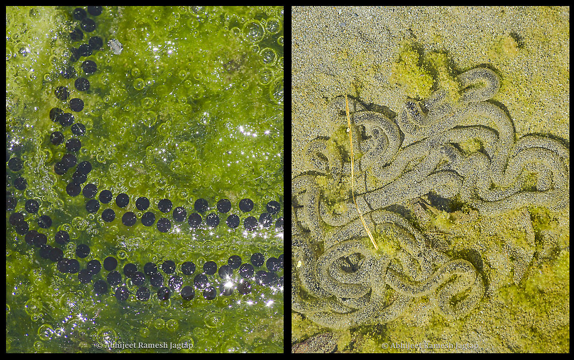 egg sac of endemic Himalayan Toad As I said in my Himalayan Toad species intro post, that I will be posting egg and then tadpole image, here am adding egg stage today. So I made a collage showing freshly laid eggs in tubes on a bed of algae and besides that image there is an another image showing older tube carrying eggs. As it gets old the transparency of the tube is affected by many environmental factors and in a way such covering in dust and turbidity provides them safety against the predators is what I assumed as the eggs are less visible in this form. Also yes, one last comment on it is these tubes were not very small to ignore and longest I saw was almost 2 meters long!!! So this was from my visit in the month of March 2020 (first week to be very specific)<br />
Image of adult mating : <figure class="photo"><a href="https://www.jungledragon.com/image/94026/mating_is_the_first_activity_after_winter_sleep.html" title="Mating is the first activity after winter sleep"><img src="https://s3.amazonaws.com/media.jungledragon.com/images/1843/94026_thumb.jpg?AWSAccessKeyId=05GMT0V3GWVNE7GGM1R2&Expires=1759968010&Signature=cAmpzoV2BQfhA8KmOSKLjbQUsPo%3D" width="200" height="134" alt="Mating is the first activity after winter sleep In the month of April 2019 when I saw the tadpole I got to know from the experts that they were tadpoles of Himalayan Toad and fortunately I got the opportunity to visit the same place in the month of March 2020 (first week) where I saw this beautiful pair in its mating position and already laying-off eggs in tube-like structure (I will make another post showing that structure). What I was wondering then was this species is another wonder as melting of snow and ice was a very recent phenomenon on this study site and they immediately after coming out of their hibernation start mating as soon as possible so that there can be new generations doing the same next year and year next to that. It would be so interesting if I could document their winter sleep.<br />
<br />
Image of their eggs in tubes : https://www.jungledragon.com/image/94116/egg_sac_of_endemic_himalayan_toad.html<br />
<br />
Tadpoles : https://www.jungledragon.com/image/94286/ready_for_metamorphosis.html Duttaphrynus,Duttaphrynus himalayanus,Frogs of India,Geotagged,Himalayan,Himalayan toad,Incredible India,IncredibleIndia,India,Indian Frogs,Nikon,Nikon D5600,Tamron,Tamron AF 70-300mm f4-5.6 Di LD MACRO 1:2,Toad,Winter" /></a></figure><br />
Tadpoles: <figure class="photo"><a href="https://www.jungledragon.com/image/94286/ready_for_metamorphosis.html" title="Ready for metamorphosis"><img src="https://s3.amazonaws.com/media.jungledragon.com/images/1843/94286_thumb.jpg?AWSAccessKeyId=05GMT0V3GWVNE7GGM1R2&Expires=1759968010&Signature=%2B%2FpV4AVQaChr53Lkk1Zexf1Z14s%3D" width="200" height="134" alt="Ready for metamorphosis These are the tadpoles of the Himalayan Toad I posted earlier. These tadpoles after a month or two will start metamorphosis to become an adult toad. Considering the timeline of the events, this is my first sighting of this species which happened in April 2019 and then this year in the first week of March I saw a mating pair and their egg sacs. In the puddles around the streams I saw these tadpoles in thousands and am not exaggerating!!! No one knows about how many of these thousands of tadpoles would reach adulthood to survive snowfall and then reproduce again...<br />
1. Adult Toads: https://www.jungledragon.com/image/94026/mating_is_the_first_activity_after_winter_sleep.html<br />
2. Egg sac: https://www.jungledragon.com/image/94116/egg_sac_of_endemic_himalayan_toad.html Abhijeet Jagtap,Abhijeet Ramesh Jagtap,Chamba,Duttaphrynus himalayanus,FrogsOfIndia,Geotagged,Himachal,Himachal Pradesh,Himalayan,Himalayan toad,Incredible India,IncredibleIndia,India,IndianFrogs,IndianToads,Ravi River,Spring,ToadsOfIndia,abhitap,abhitap1991" /></a></figure> Abhijeet Jagtap,Abhijeet Ramesh Jagtap,AmphibiansOfIndia,Chamba,Duttaphrynus himalayanus,Geotagged,Himachal Pradesh,HimachalPradesh,Himalayan,Himalayan toad,Incredible India,IncredibleIndia,India,IndianAmphibians,Toad,abhitap,abhitap1991
