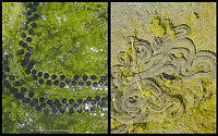 egg sac of endemic Himalayan Toad As I said in my Himalayan Toad species intro post, that I will be posting egg and then tadpole image, here am adding egg stage today. So I made a collage showing freshly laid eggs in tubes on a bed of algae and besides that image there is an another image showing older tube carrying eggs. As it gets old the transparency of the tube is affected by many environmental factors and in a way such covering in dust and turbidity provides them safety against the predators is what I assumed as the eggs are less visible in this form. Also yes, one last comment on it is these tubes were not very small to ignore and longest I saw was almost 2 meters long!!! So this was from my visit in the month of March 2020 (first week to be very specific)<br />
Image of adult mating : https://www.jungledragon.com/image/94026/mating_is_the_first_activity_after_winter_sleep.html<br />
Tadpoles: https://www.jungledragon.com/image/94286/ready_for_metamorphosis.html Abhijeet Jagtap,Abhijeet Ramesh Jagtap,AmphibiansOfIndia,Chamba,Duttaphrynus himalayanus,Geotagged,Himachal Pradesh,HimachalPradesh,Himalayan,Himalayan toad,Incredible India,IncredibleIndia,India,IndianAmphibians,Toad,abhitap,abhitap1991