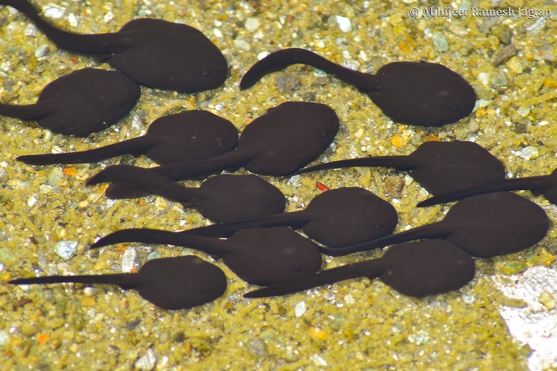 Ready for metamorphosis These are the tadpoles of the Himalayan Toad I posted earlier. These tadpoles after a month or two will start metamorphosis to become an adult toad. Considering the timeline of the events, this is my first sighting of this species which happened in April 2019 and then this year in the first week of March I saw a mating pair and their egg sacs. In the puddles around the streams I saw these tadpoles in thousands and am not exaggerating!!! No one knows about how many of these thousands of tadpoles would reach adulthood to survive snowfall and then reproduce again...<br />
1. Adult Toads: <figure class="photo"><a href="https://www.jungledragon.com/image/94026/mating_is_the_first_activity_after_winter_sleep.html" title="Mating is the first activity after winter sleep"><img src="https://s3.amazonaws.com/media.jungledragon.com/images/1843/94026_thumb.jpg?AWSAccessKeyId=05GMT0V3GWVNE7GGM1R2&Expires=1759968010&Signature=cAmpzoV2BQfhA8KmOSKLjbQUsPo%3D" width="200" height="134" alt="Mating is the first activity after winter sleep In the month of April 2019 when I saw the tadpole I got to know from the experts that they were tadpoles of Himalayan Toad and fortunately I got the opportunity to visit the same place in the month of March 2020 (first week) where I saw this beautiful pair in its mating position and already laying-off eggs in tube-like structure (I will make another post showing that structure). What I was wondering then was this species is another wonder as melting of snow and ice was a very recent phenomenon on this study site and they immediately after coming out of their hibernation start mating as soon as possible so that there can be new generations doing the same next year and year next to that. It would be so interesting if I could document their winter sleep.<br />
<br />
Image of their eggs in tubes : https://www.jungledragon.com/image/94116/egg_sac_of_endemic_himalayan_toad.html<br />
<br />
Tadpoles : https://www.jungledragon.com/image/94286/ready_for_metamorphosis.html Duttaphrynus,Duttaphrynus himalayanus,Frogs of India,Geotagged,Himalayan,Himalayan toad,Incredible India,IncredibleIndia,India,Indian Frogs,Nikon,Nikon D5600,Tamron,Tamron AF 70-300mm f4-5.6 Di LD MACRO 1:2,Toad,Winter" /></a></figure><br />
2. Egg sac: <figure class="photo"><a href="https://www.jungledragon.com/image/94116/egg_sac_of_endemic_himalayan_toad.html" title="egg sac of endemic Himalayan Toad"><img src="https://s3.amazonaws.com/media.jungledragon.com/images/1843/94116_thumb.jpg?AWSAccessKeyId=05GMT0V3GWVNE7GGM1R2&Expires=1759968010&Signature=CuwnNKo2Q4eisKQOpOJURPFNd3g%3D" width="200" height="126" alt="egg sac of endemic Himalayan Toad As I said in my Himalayan Toad species intro post, that I will be posting egg and then tadpole image, here am adding egg stage today. So I made a collage showing freshly laid eggs in tubes on a bed of algae and besides that image there is an another image showing older tube carrying eggs. As it gets old the transparency of the tube is affected by many environmental factors and in a way such covering in dust and turbidity provides them safety against the predators is what I assumed as the eggs are less visible in this form. Also yes, one last comment on it is these tubes were not very small to ignore and longest I saw was almost 2 meters long!!! So this was from my visit in the month of March 2020 (first week to be very specific)<br />
Image of adult mating : https://www.jungledragon.com/image/94026/mating_is_the_first_activity_after_winter_sleep.html<br />
Tadpoles: https://www.jungledragon.com/image/94286/ready_for_metamorphosis.html Abhijeet Jagtap,Abhijeet Ramesh Jagtap,AmphibiansOfIndia,Chamba,Duttaphrynus himalayanus,Geotagged,Himachal Pradesh,HimachalPradesh,Himalayan,Himalayan toad,Incredible India,IncredibleIndia,India,IndianAmphibians,Toad,abhitap,abhitap1991" /></a></figure> Abhijeet Jagtap,Abhijeet Ramesh Jagtap,Chamba,Duttaphrynus himalayanus,FrogsOfIndia,Geotagged,Himachal,Himachal Pradesh,Himalayan,Himalayan toad,Incredible India,IncredibleIndia,India,IndianFrogs,IndianToads,Ravi River,Spring,ToadsOfIndia,abhitap,abhitap1991