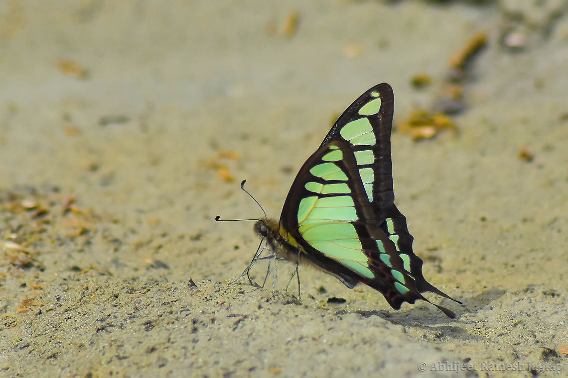 Himalayan Glassy Bluebottle These are again the prettiest bluebottles I have seen. Wet soil where butterflies are known to visit for their mud-puddling activity is the best spot to observe these. if cow has taken dump there then nothing like it :-p. Bluebottles, Hedge blues, Peacocks etc butterflies were observed at such sites. These are known facts here to all the butterfly people and hence we don&#039;t do baiting while doing surveys for butterflies and rather chose to visit their natural spots and document them. Abhijeet Jagtap,Abhijeet Ramesh Jagtap,Butterflies Of India,ButterfliesOfIndia,Chamba,Chaurah,Churah,Glassy Bluebottle,Glassy bluebottle,Graphium cloanthus,Himachal,Himachal Pradesh,Himalayan Glassy Bluebottle,Incredible India,IncredibleIndia,India,Indian Butterflies,IndianButterflies,WildHimachal,abhitap