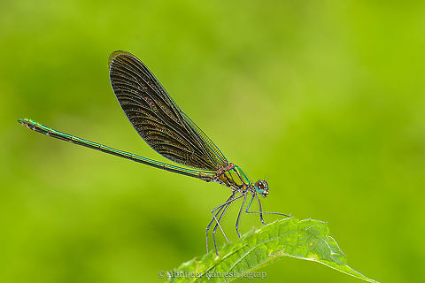 From the Land of Gods In the deep dark valley of Himalayan mountains I reached a stream of the river Ravi! Was tired because of the descend trek and was convincing myself that you are getting older Abhijeet.. Right then, in the darkness one magical thing happened. One sparkling-green light was seen gliding lightly near the surface. It was coming from a living creature and each flapping of its wings was flashing that emerald green light and even that was happening lightly like a falling feather of a bird which glides slowly taking slight left-right turns. I was in Dev Bhoomi (meaning Land of Gods), what else I could expect!

Stream Glory is the name of that damselfly. It was totally unexpected sighting of this jewel which I have only seen on internet till date. A tripod was very much necessary for me to be able to document its wing flapping and flashing that emerald green shine but as I was to descend into the valley, I decided to travel light and didn't bring it along and this regret will stay forever with me :-! !
Long back (4 years ago) on jungle dragon I expressed my wish to introduce this beauty here, but someone introduced it already :-o https://www.jungledragon.com/image/34164/glorious_damsel.html Abhijeet Jagtap,Abhijeet Ramesh Jagtap,Chamba,Geotagged,Himachal,Himachal Pradesh,HimachalPradesh,Incredible India,IncredibleIndia,India,Neurobasis chinensis,Spring,abhitap,abhitap1991,damselfly,odonata