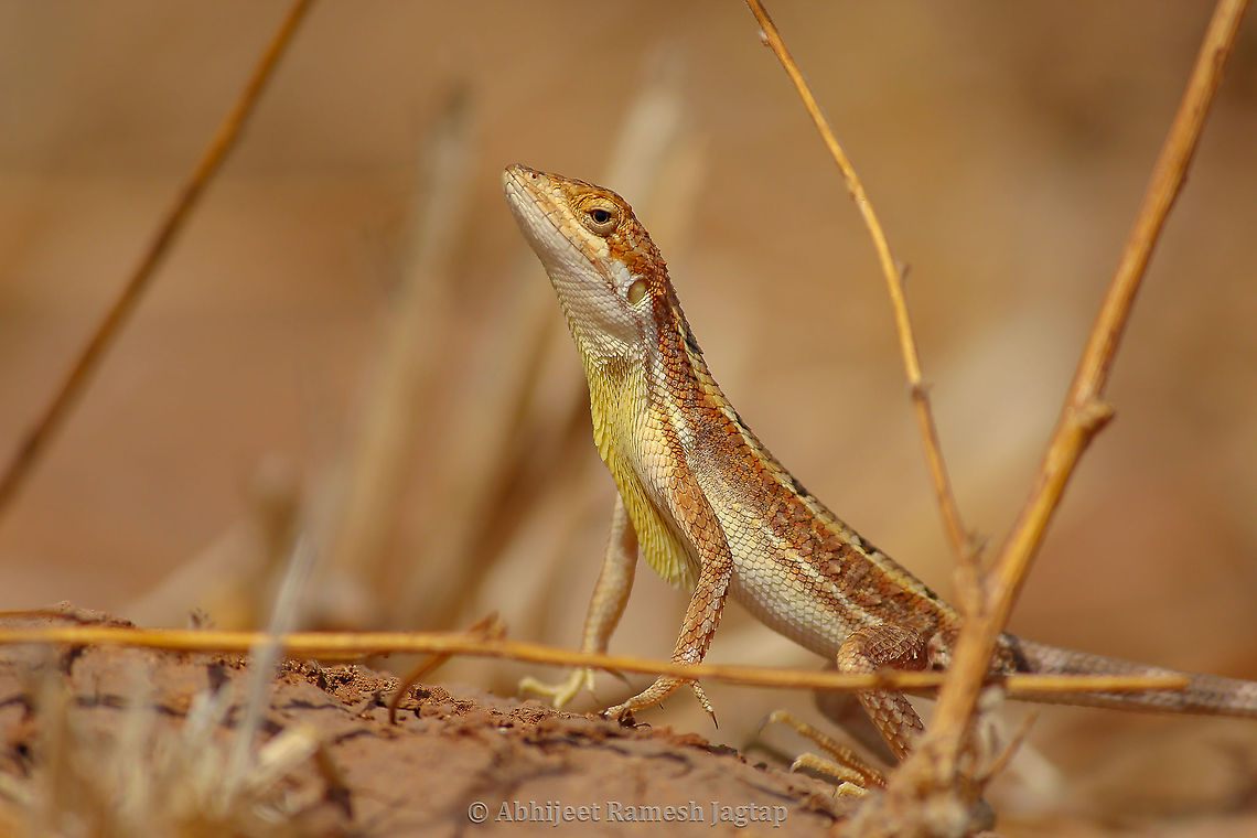 Fan-throated Dragon Before 2016 every Fan-throated Lizard was considered as Sitana ponticeriana, but Deepak et. al. 2016, Systematic revision of genus Sitana cleared everything we knew about Fan-throated lizards. Sitana ponticeriana was shown only in southern parts of India, while similar looking Fan-throated Lizard having spiny head became &#039;sitana spinaecephalus&#039; meaning Spiny-headed Fan-throated Lizard...<br />
The fan-like structure made by them by inflating their throat skin is colourless/pale cream coloured compared to other species (now under the genus Sarada) showing vibrant hues of red and blue, but equally fascinating. I witnessed many individuals of Spiny-headed Fan-throated Lizards in my study tour to Western-central India and unfortunately missed clicking many moments of them displaying their fans (Still, I have a glimpse in a video which I will post soon).<br />
They look so amazing when they escape life-threatening situation by running on their hind-limbs and it reminds you of those tiny dinosaurs from The Jurassic Park... Here am presenting you a male of Spiny-headed Fan-throated Lizard staying still to get camouflage on ground (they are pretty good at this as well, and dont judge their camouflage ability by this close-up am sharing) FanThroatedLizard,Geotagged,India,IndianLizards,Lizards Of India,LizardsOfIndia,Reptiles Of India,Sitana spinaecephalus,Spiny-Headed Fan-throated Lizard,Spring,abhitap,abhitap1991