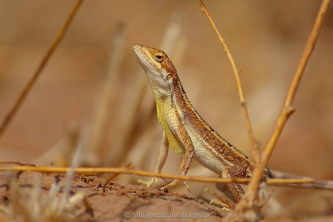 Fan-throated Dragon Before 2016 every Fan-throated Lizard was considered as Sitana ponticeriana, but Deepak et. al. 2016, Systematic revision of genus Sitana cleared everything we knew about Fan-throated lizards. Sitana ponticeriana was shown only in southern parts of India, while similar looking Fan-throated Lizard having spiny head became 'sitana spinaecephalus' meaning Spiny-headed Fan-throated Lizard...
The fan-like structure made by them by inflating their throat skin is colourless/pale cream coloured compared to other species (now under the genus Sarada) showing vibrant hues of red and blue, but equally fascinating. I witnessed many individuals of Spiny-headed Fan-throated Lizards in my study tour to Western-central India and unfortunately missed clicking many moments of them displaying their fans (Still, I have a glimpse in a video which I will post soon).
They look so amazing when they escape life-threatening situation by running on their hind-limbs and it reminds you of those tiny dinosaurs from The Jurassic Park... Here am presenting you a male of Spiny-headed Fan-throated Lizard staying still to get camouflage on ground (they are pretty good at this as well, and dont judge their camouflage ability by this close-up am sharing) FanThroatedLizard,Geotagged,India,IndianLizards,Lizards Of India,LizardsOfIndia,Reptiles Of India,Sitana spinaecephalus,Spiny-Headed Fan-throated Lizard,Spring,abhitap,abhitap1991