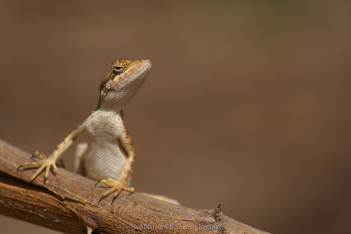 Female of the Fan-throated Dragon In my last post I uploaded a male of Spiny-headed Fan-thorated Lizard in which you can see yellow coloured throat skin hanging! Here in this individual it is plan and flat and this is by which you can distinguish females from males.  Fan-throated Lizard,Geotagged,Gujarat,Incredible India,IncredibleIndia,India,Indian Lizards,Indian Reptiles,Jhagadia,Jhagadiya,Lizards Of India,Narmada,Narmada river,Reptiles of India,Sitana spinaecephalus,Spiny-Headed Fan-throated Lizard,Spring,abhitap,abhitap1991