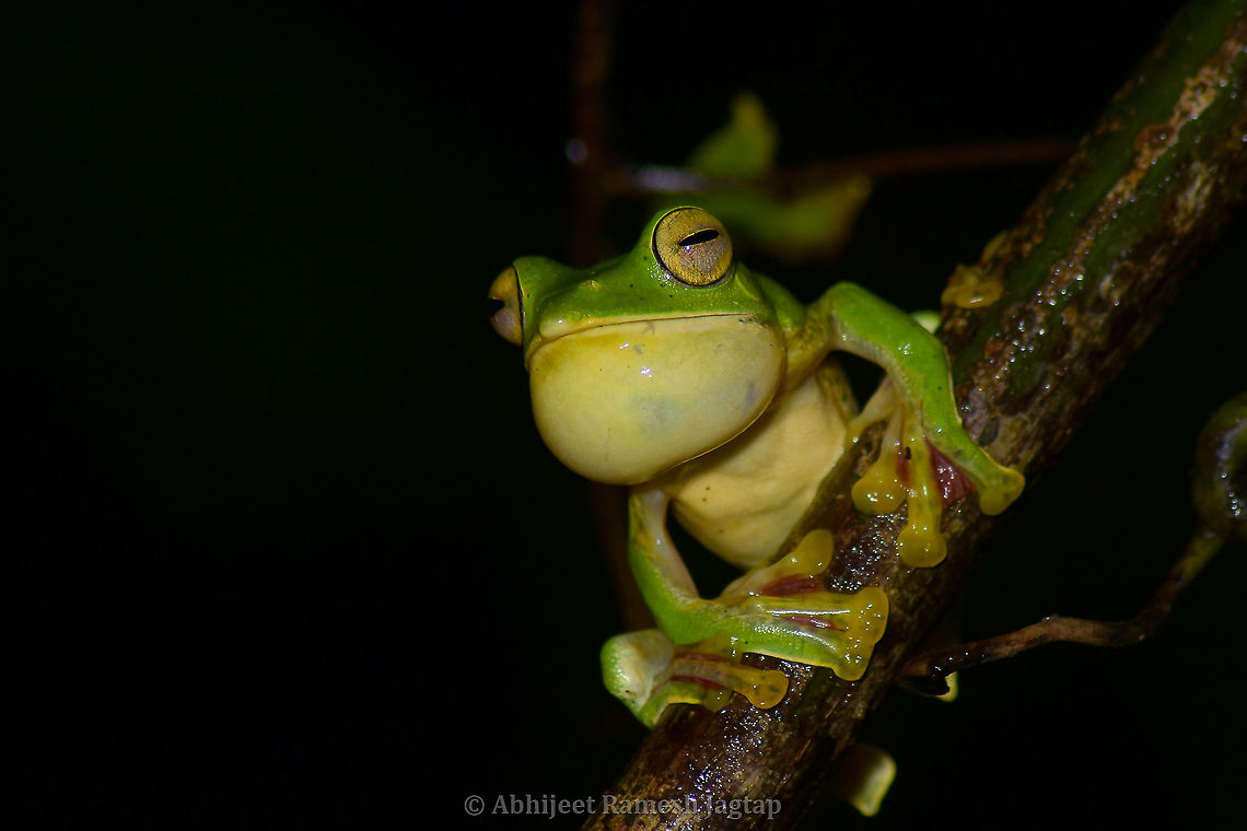 Flying frogs from Sahyadri, India I was walking back to my resort from little stroll I took near a farm. I was alone in the night and hence didn't over-confidently ventured the forest full of Indian Gaur (Largest bovine in the world), Panthers, and what not... I was almost approaching the resort property and "kdrrrrooooaadk...!!!" sound I heard!!! I stopped right there as I knew that was Malabar Flying Frog male croaking. Immediately fired my torch in the direction of next croak and there he was...  I had my camera around my neck and inside my poncho as it was drizzling continuously. I took some records and then looked around with the help of my torch, and there was a large female individual right beside me at few feet distance but we were separated by a short wall. That was manageable as I had 70-300mm and I put my flash on its high output settings. I then immediately called my parents from resort to show them this natural wonder as very rarely our family accompany us in the forests and this was the opportunity I would never want to miss. Showed my mom the male, female and yes a mating pair too.<br />
<br />
Female of this species <figure class="photo"><a href="https://www.jungledragon.com/image/94817/malabar_flying_frog_female.html" title="Malabar Flying Frog Female"><img src="https://s3.amazonaws.com/media.jungledragon.com/images/1843/94817_thumb.jpg?AWSAccessKeyId=05GMT0V3GWVNE7GGM1R2&Expires=1770854410&Signature=0C3MJhxvkqLBCzY7G6iiKyJRtI0%3D" width="200" height="134" alt="Malabar Flying Frog Female Females are always larger in case of these frogs, as females carry males on their back during mating.<br />
One interesting fact which I forgot to share in my last post is, when I stood there on hearing croaking male, next thing I looked for was puddle with clean water. As Malabar Gliding Frog only mate above the clean water puddles and not on flowing water. So when I leaned over the wall besides the highway, I saw a little area where water got logged and these frogs were going to use it to release their tadpoles. This large female was waiting over there to mate with one of the males which attract her the most.<br />
<br />
Male of this species https://www.jungledragon.com/image/94806/flying_frogs_from_sahyadri_india.html<br />
<br />
Mating of this species https://www.jungledragon.com/image/94901/mating_of_flying_frogs.html Abhijeet Jagtap,Abhijeet Ramesh Jagtap,Amphibians of India,Frog of India,Geotagged,India,Indian Amphibians,Indian Frogs,Malabar gliding frog,Rhacophorus malabaricus,Summer,incredible india" /></a></figure><br />
<br />
Mating of this species <figure class="photo"><a href="https://www.jungledragon.com/image/94901/mating_of_flying_frogs.html" title="Mating of Flying frogs"><img src="https://s3.amazonaws.com/media.jungledragon.com/images/1843/94901_thumb.jpg?AWSAccessKeyId=05GMT0V3GWVNE7GGM1R2&Expires=1770854410&Signature=wPx90NL6mepb%2FPSwqOp%2B85%2BH2%2BA%3D" width="200" height="134" alt="Mating of Flying frogs Typical male on top position of frogs. This female jumped the distance of 5 meters with that male on her back. I took the shot after she landed here on this canopy. They will soon find a perch hanging over a clean puddle of water deep enough for their tadpoles and then they'll start their mating ritual. They secret a foam with eggs and male fertilizes them and eggs after development falls in the puddle where their tadpoles grow and metamorphose into Malabar Gliding Frogs. <br />
<br />
male croaking https://www.jungledragon.com/image/94806/flying_frogs_from_sahyadri_india.html<br />
<br />
female https://www.jungledragon.com/image/94817/malabar_flying_frog_female.html Abhijeet Jagtap,Abhijeet Ramesh Jagtap,Amphibians of India,Frogs of India,Geotagged,Goa,Incredible India,India,Indian Amphibians,Indian Frogs,Malabar Gliding Frog,Malabar gliding frog,Mollem,Rhacophorus malabaricus,Summer" /></a></figure> Abhijeet Jagtap,Abhijeet Ramesh Jagtap,Amphibians of India,Frogs of India,Geotagged,India,Indian Amphibians,Indian Frogs,Malabar gliding frog,Rhacophorus malabaricus,Summer,frog,malabar,sahyadri