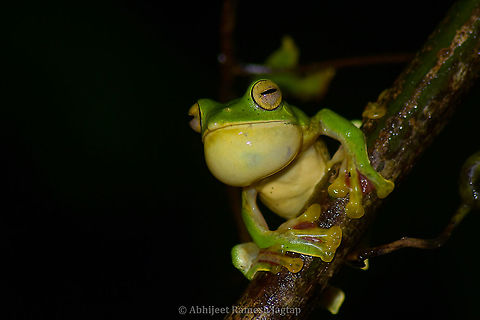 Flying frogs from Sahyadri, India I was walking back to my resort from little stroll I took near a farm. I was alone in the night and hence didn't over-confidently ventured the forest full of Indian Gaur (Largest bovine in the world), Panthers, and what not... I was almost approaching the resort property and "kdrrrrooooaadk...!!!" sound I heard!!! I stopped right there as I knew that was Malabar Flying Frog male croaking. Immediately fired my torch in the direction of next croak and there he was...  I had my camera around my neck and inside my poncho as it was drizzling continuously. I took some records and then looked around with the help of my torch, and there was a large female individual right beside me at few feet distance but we were separated by a short wall. That was manageable as I had 70-300mm and I put my flash on its high output settings. I then immediately called my parents from resort to show them this natural wonder as very rarely our family accompany us in the forests and this was the opportunity I would never want to miss. Showed my mom the male, female and yes a mating pair too.

Female of this species https://www.jungledragon.com/image/94817/malabar_flying_frog_female.html

Mating of this species https://www.jungledragon.com/image/94901/mating_of_flying_frogs.html Abhijeet Jagtap,Abhijeet Ramesh Jagtap,Amphibians of India,Frogs of India,Geotagged,India,Indian Amphibians,Indian Frogs,Malabar gliding frog,Rhacophorus malabaricus,Summer,frog,malabar,sahyadri