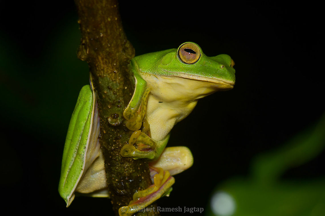 Malabar Flying Frog Female Females are always larger in case of these frogs, as females carry males on their back during mating.<br />
One interesting fact which I forgot to share in my last post is, when I stood there on hearing croaking male, next thing I looked for was puddle with clean water. As Malabar Gliding Frog only mate above the clean water puddles and not on flowing water. So when I leaned over the wall besides the highway, I saw a little area where water got logged and these frogs were going to use it to release their tadpoles. This large female was waiting over there to mate with one of the males which attract her the most.<br />
<br />
Male of this species <figure class="photo"><a href="https://www.jungledragon.com/image/94806/flying_frogs_from_sahyadri_india.html" title="Flying frogs from Sahyadri, India"><img src="https://s3.amazonaws.com/media.jungledragon.com/images/1843/94806_thumb.jpg?AWSAccessKeyId=05GMT0V3GWVNE7GGM1R2&Expires=1767225610&Signature=QU2VAs7%2BlxOGj8%2FGufqlskfuDJs%3D" width="200" height="134" alt="Flying frogs from Sahyadri, India I was walking back to my resort from little stroll I took near a farm. I was alone in the night and hence didn&#039;t over-confidently ventured the forest full of Indian Gaur (Largest bovine in the world), Panthers, and what not... I was almost approaching the resort property and &quot;kdrrrrooooaadk...!!!&quot; sound I heard!!! I stopped right there as I knew that was Malabar Flying Frog male croaking. Immediately fired my torch in the direction of next croak and there he was...  I had my camera around my neck and inside my poncho as it was drizzling continuously. I took some records and then looked around with the help of my torch, and there was a large female individual right beside me at few feet distance but we were separated by a short wall. That was manageable as I had 70-300mm and I put my flash on its high output settings. I then immediately called my parents from resort to show them this natural wonder as very rarely our family accompany us in the forests and this was the opportunity I would never want to miss. Showed my mom the male, female and yes a mating pair too.<br />
<br />
Female of this species https://www.jungledragon.com/image/94817/malabar_flying_frog_female.html<br />
<br />
Mating of this species https://www.jungledragon.com/image/94901/mating_of_flying_frogs.html Abhijeet Jagtap,Abhijeet Ramesh Jagtap,Amphibians of India,Frogs of India,Geotagged,India,Indian Amphibians,Indian Frogs,Malabar gliding frog,Rhacophorus malabaricus,Summer,frog,malabar,sahyadri" /></a></figure><br />
<br />
Mating of this species <figure class="photo"><a href="https://www.jungledragon.com/image/94901/mating_of_flying_frogs.html" title="Mating of Flying frogs"><img src="https://s3.amazonaws.com/media.jungledragon.com/images/1843/94901_thumb.jpg?AWSAccessKeyId=05GMT0V3GWVNE7GGM1R2&Expires=1767225610&Signature=SkLXZpp%2BDwWFHICwdBkvHyoNobE%3D" width="200" height="134" alt="Mating of Flying frogs Typical male on top position of frogs. This female jumped the distance of 5 meters with that male on her back. I took the shot after she landed here on this canopy. They will soon find a perch hanging over a clean puddle of water deep enough for their tadpoles and then they&#039;ll start their mating ritual. They secret a foam with eggs and male fertilizes them and eggs after development falls in the puddle where their tadpoles grow and metamorphose into Malabar Gliding Frogs. <br />
<br />
male croaking https://www.jungledragon.com/image/94806/flying_frogs_from_sahyadri_india.html<br />
<br />
female https://www.jungledragon.com/image/94817/malabar_flying_frog_female.html Abhijeet Jagtap,Abhijeet Ramesh Jagtap,Amphibians of India,Frogs of India,Geotagged,Goa,Incredible India,India,Indian Amphibians,Indian Frogs,Malabar Gliding Frog,Malabar gliding frog,Mollem,Rhacophorus malabaricus,Summer" /></a></figure> Abhijeet Jagtap,Abhijeet Ramesh Jagtap,Amphibians of India,Frog of India,Geotagged,India,Indian Amphibians,Indian Frogs,Malabar gliding frog,Rhacophorus malabaricus,Summer,incredible india