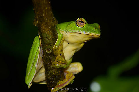 Malabar Flying Frog Female Females are always larger in case of these frogs, as females carry males on their back during mating.
One interesting fact which I forgot to share in my last post is, when I stood there on hearing croaking male, next thing I looked for was puddle with clean water. As Malabar Gliding Frog only mate above the clean water puddles and not on flowing water. So when I leaned over the wall besides the highway, I saw a little area where water got logged and these frogs were going to use it to release their tadpoles. This large female was waiting over there to mate with one of the males which attract her the most.

Male of this species https://www.jungledragon.com/image/94806/flying_frogs_from_sahyadri_india.html

Mating of this species https://www.jungledragon.com/image/94901/mating_of_flying_frogs.html Abhijeet Jagtap,Abhijeet Ramesh Jagtap,Amphibians of India,Frog of India,Geotagged,India,Indian Amphibians,Indian Frogs,Malabar gliding frog,Rhacophorus malabaricus,Summer,incredible india