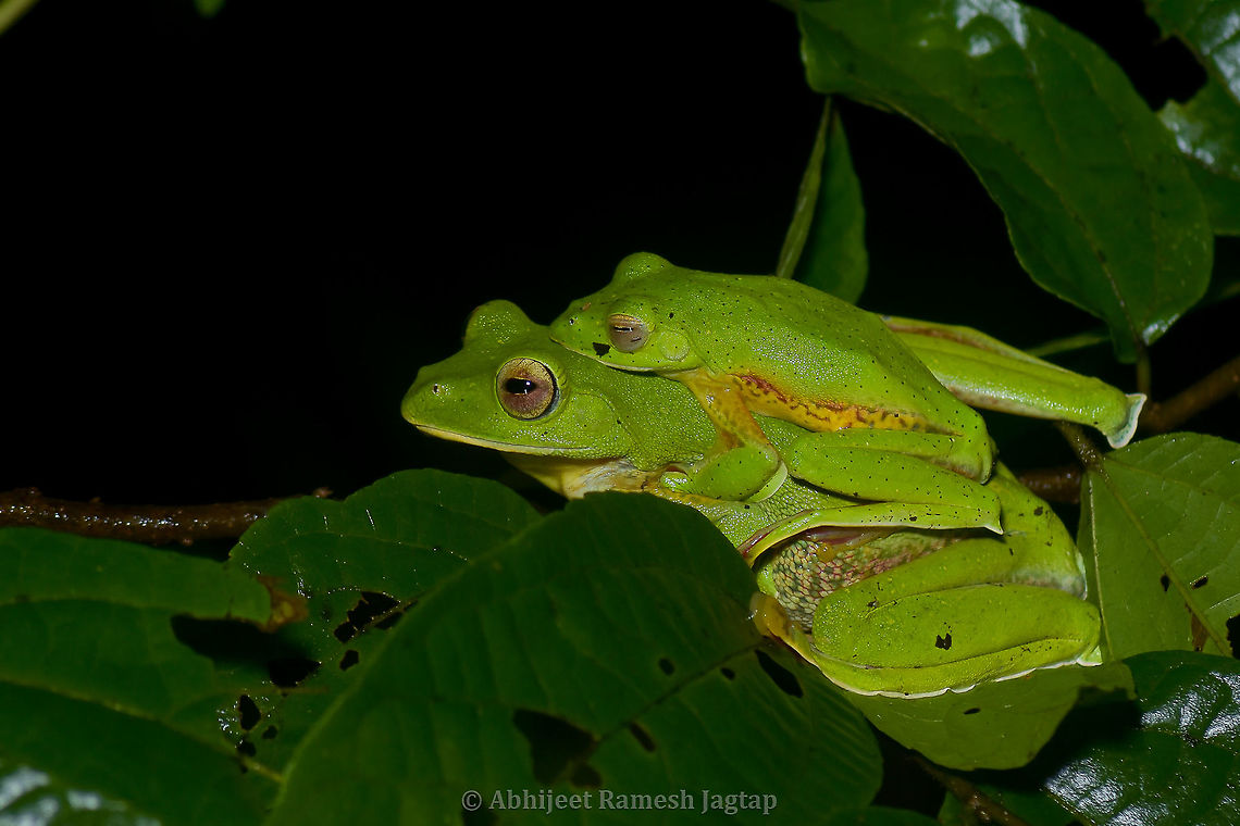Mating of Flying frogs Typical male on top position of frogs. This female jumped the distance of 5 meters with that male on her back. I took the shot after she landed here on this canopy. They will soon find a perch hanging over a clean puddle of water deep enough for their tadpoles and then they'll start their mating ritual. They secret a foam with eggs and male fertilizes them and eggs after development falls in the puddle where their tadpoles grow and metamorphose into Malabar Gliding Frogs. <br />
<br />
male croaking <figure class="photo"><a href="https://www.jungledragon.com/image/94806/flying_frogs_from_sahyadri_india.html" title="Flying frogs from Sahyadri, India"><img src="https://s3.amazonaws.com/media.jungledragon.com/images/1843/94806_thumb.jpg?AWSAccessKeyId=05GMT0V3GWVNE7GGM1R2&Expires=1770854410&Signature=wpiA9J2s8W7lYqphc9ru%2BB3JQsk%3D" width="200" height="134" alt="Flying frogs from Sahyadri, India I was walking back to my resort from little stroll I took near a farm. I was alone in the night and hence didn't over-confidently ventured the forest full of Indian Gaur (Largest bovine in the world), Panthers, and what not... I was almost approaching the resort property and "kdrrrrooooaadk...!!!" sound I heard!!! I stopped right there as I knew that was Malabar Flying Frog male croaking. Immediately fired my torch in the direction of next croak and there he was...  I had my camera around my neck and inside my poncho as it was drizzling continuously. I took some records and then looked around with the help of my torch, and there was a large female individual right beside me at few feet distance but we were separated by a short wall. That was manageable as I had 70-300mm and I put my flash on its high output settings. I then immediately called my parents from resort to show them this natural wonder as very rarely our family accompany us in the forests and this was the opportunity I would never want to miss. Showed my mom the male, female and yes a mating pair too.<br />
<br />
Female of this species https://www.jungledragon.com/image/94817/malabar_flying_frog_female.html<br />
<br />
Mating of this species https://www.jungledragon.com/image/94901/mating_of_flying_frogs.html Abhijeet Jagtap,Abhijeet Ramesh Jagtap,Amphibians of India,Frogs of India,Geotagged,India,Indian Amphibians,Indian Frogs,Malabar gliding frog,Rhacophorus malabaricus,Summer,frog,malabar,sahyadri" /></a></figure><br />
<br />
female <figure class="photo"><a href="https://www.jungledragon.com/image/94817/malabar_flying_frog_female.html" title="Malabar Flying Frog Female"><img src="https://s3.amazonaws.com/media.jungledragon.com/images/1843/94817_thumb.jpg?AWSAccessKeyId=05GMT0V3GWVNE7GGM1R2&Expires=1770854410&Signature=0C3MJhxvkqLBCzY7G6iiKyJRtI0%3D" width="200" height="134" alt="Malabar Flying Frog Female Females are always larger in case of these frogs, as females carry males on their back during mating.<br />
One interesting fact which I forgot to share in my last post is, when I stood there on hearing croaking male, next thing I looked for was puddle with clean water. As Malabar Gliding Frog only mate above the clean water puddles and not on flowing water. So when I leaned over the wall besides the highway, I saw a little area where water got logged and these frogs were going to use it to release their tadpoles. This large female was waiting over there to mate with one of the males which attract her the most.<br />
<br />
Male of this species https://www.jungledragon.com/image/94806/flying_frogs_from_sahyadri_india.html<br />
<br />
Mating of this species https://www.jungledragon.com/image/94901/mating_of_flying_frogs.html Abhijeet Jagtap,Abhijeet Ramesh Jagtap,Amphibians of India,Frog of India,Geotagged,India,Indian Amphibians,Indian Frogs,Malabar gliding frog,Rhacophorus malabaricus,Summer,incredible india" /></a></figure> Abhijeet Jagtap,Abhijeet Ramesh Jagtap,Amphibians of India,Frogs of India,Geotagged,Goa,Incredible India,India,Indian Amphibians,Indian Frogs,Malabar Gliding Frog,Malabar gliding frog,Mollem,Rhacophorus malabaricus,Summer