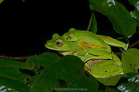 Mating of Flying frogs Typical male on top position of frogs. This female jumped the distance of 5 meters with that male on her back. I took the shot after she landed here on this canopy. They will soon find a perch hanging over a clean puddle of water deep enough for their tadpoles and then they'll start their mating ritual. They secret a foam with eggs and male fertilizes them and eggs after development falls in the puddle where their tadpoles grow and metamorphose into Malabar Gliding Frogs. <br />
<br />
male croaking https://www.jungledragon.com/image/94806/flying_frogs_from_sahyadri_india.html<br />
<br />
female https://www.jungledragon.com/image/94817/malabar_flying_frog_female.html Abhijeet Jagtap,Abhijeet Ramesh Jagtap,Amphibians of India,Frogs of India,Geotagged,Goa,Incredible India,India,Indian Amphibians,Indian Frogs,Malabar Gliding Frog,Malabar gliding frog,Mollem,Rhacophorus malabaricus,Summer