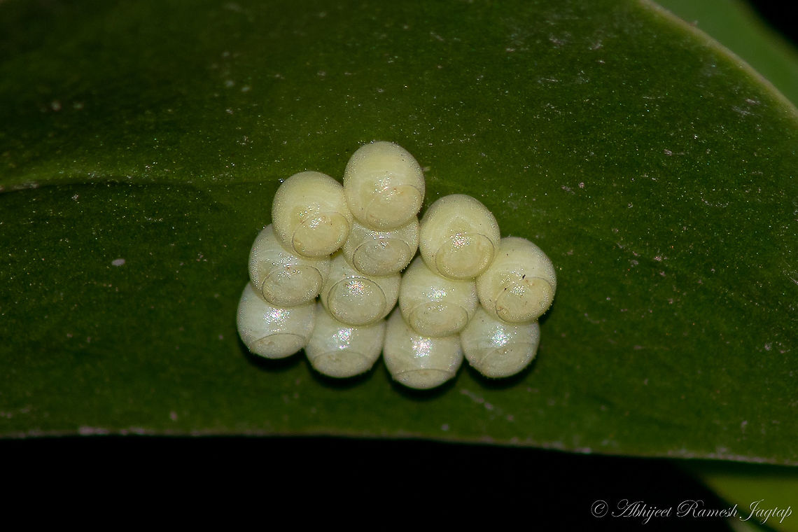 Mysterious eggs 4 days from now, I saw these eggs in my mom&#039;s kitchen garden and I searched for the species. Learnt from few entemology friends they belong to bugs of sub-family Pentatomidae which has 900+ genus and 4700+ species so I stopped my search then and there and decided to wait for them to hatch.<br />
<br />
When these mysterious eggs hatched <figure class="photo"><a href="https://www.jungledragon.com/image/95138/when_mysterious_eggs_hatched.html" title="When mysterious eggs hatched"><img src="https://s3.amazonaws.com/media.jungledragon.com/images/1843/95138_thumb.jpg?AWSAccessKeyId=05GMT0V3GWVNE7GGM1R2&Expires=1767225610&Signature=ItteBq4AdHDDybNan2BMgfyvUmY%3D" width="200" height="134" alt="When mysterious eggs hatched Yesterday morning when I was watering those plants I checked that leaf on which eggs were laid and I saw these tiny bugs and I was so excited to record them. I know nothing about these tiny gems except for the fact that they are some species of shield / stink bugs.<br />
<br />
<br />
egg stage https://www.jungledragon.com/image/95137/mysterious_eggs.html<br />
<br />
5 days development https://www.jungledragon.com/image/95752/transformation_of_shield_bugs.html Abhijeet Jagtap,Abhijeet Ramesh Jagtap,Erthesina fullo,Geotagged,Incredible India,India,Macro,Nikon,Nikon D5600,Spring,Tamron,Tamron AF 70-300mm f4-5.6 Di LD MACRO 1:2,Yellow-spotted Stink Bug,incredibleindia" /></a></figure><br />
<br />
5 days development <figure class="photo"><a href="https://www.jungledragon.com/image/95752/transformation_of_shield_bugs.html" title="Transformation of shield bugs"><img src="https://s3.amazonaws.com/media.jungledragon.com/images/1843/95752_thumb.jpg?AWSAccessKeyId=05GMT0V3GWVNE7GGM1R2&Expires=1767225610&Signature=5FtepcT8nqCFKM3DS%2F6RZe78GRo%3D" width="200" height="134" alt="Transformation of shield bugs Recently I posted a picture of Shield Bug eggs and the freshly hatched juveniles. Hatching was shot on 1st of June and this is the update after 5 days. They went under molting process and you can see the discarded exoskeleton on the cluster of eggs. Also, this was the last time I saw them. It is so amazing to see their transformation from eggs to freshly hatched juveniles and to this completely transformed adult stage.<br />
Look at the size of juveniles and compare it with the current size and all this in just 5 days.<br />
<br />
Freshly hatched juveniles https://www.jungledragon.com/image/95138/when_mysterious_eggs_hatched.html<br />
<br />
eggs https://www.jungledragon.com/image/95137/mysterious_eggs.html Abhijeet Jagtap,Abhijeet Ramesh Jagtap,Erthesina fullo,Geotagged,India,Insects of India,Maharashtra,Mumbai,Pentatomidae,Shield Bugs,Spring,Stink Bugs,Yellow-spotted Stink Bug,abhitap,abhitap1991,dhanmill naka,incredible india,incredibleindia" /></a></figure> Abhijeet Jagtap,Abhijeet Ramesh Jagtap,Erthesina fullo,Geotagged,India,Nikon D5600,Pentatomidae,Spring,Yellow-spotted Stink Bug,abhitap1991,insects,nikon
