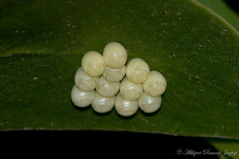 Mysterious eggs 4 days from now, I saw these eggs in my mom's kitchen garden and I searched for the species. Learnt from few entemology friends they belong to bugs of sub-family Pentatomidae which has 900+ genus and 4700+ species so I stopped my search then and there and decided to wait for them to hatch.

When these mysterious eggs hatched https://www.jungledragon.com/image/95138/when_mysterious_eggs_hatched.html

5 days development https://www.jungledragon.com/image/95752/transformation_of_shield_bugs.html Abhijeet Jagtap,Abhijeet Ramesh Jagtap,Erthesina fullo,Geotagged,India,Nikon D5600,Pentatomidae,Spring,Yellow-spotted Stink Bug,abhitap1991,insects,nikon