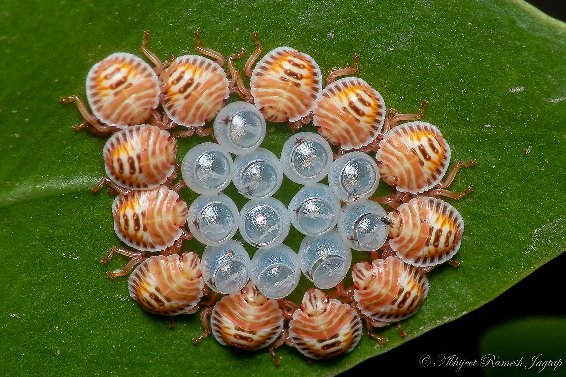 When mysterious eggs hatched Yesterday morning when I was watering those plants I checked that leaf on which eggs were laid and I saw these tiny bugs and I was so excited to record them. I know nothing about these tiny gems except for the fact that they are some species of shield / stink bugs.<br />
<br />
<br />
egg stage <figure class="photo"><a href="https://www.jungledragon.com/image/95137/mysterious_eggs.html" title="Mysterious eggs"><img src="https://s3.amazonaws.com/media.jungledragon.com/images/1843/95137_thumb.jpg?AWSAccessKeyId=05GMT0V3GWVNE7GGM1R2&Expires=1767225610&Signature=8v%2B%2FGZLBbx%2FNHUUSD2MEk8razy4%3D" width="200" height="134" alt="Mysterious eggs 4 days from now, I saw these eggs in my mom&#039;s kitchen garden and I searched for the species. Learnt from few entemology friends they belong to bugs of sub-family Pentatomidae which has 900+ genus and 4700+ species so I stopped my search then and there and decided to wait for them to hatch.<br />
<br />
When these mysterious eggs hatched https://www.jungledragon.com/image/95138/when_mysterious_eggs_hatched.html<br />
<br />
5 days development https://www.jungledragon.com/image/95752/transformation_of_shield_bugs.html Abhijeet Jagtap,Abhijeet Ramesh Jagtap,Erthesina fullo,Geotagged,India,Nikon D5600,Pentatomidae,Spring,Yellow-spotted Stink Bug,abhitap1991,insects,nikon" /></a></figure><br />
<br />
5 days development <figure class="photo"><a href="https://www.jungledragon.com/image/95752/transformation_of_shield_bugs.html" title="Transformation of shield bugs"><img src="https://s3.amazonaws.com/media.jungledragon.com/images/1843/95752_thumb.jpg?AWSAccessKeyId=05GMT0V3GWVNE7GGM1R2&Expires=1767225610&Signature=5FtepcT8nqCFKM3DS%2F6RZe78GRo%3D" width="200" height="134" alt="Transformation of shield bugs Recently I posted a picture of Shield Bug eggs and the freshly hatched juveniles. Hatching was shot on 1st of June and this is the update after 5 days. They went under molting process and you can see the discarded exoskeleton on the cluster of eggs. Also, this was the last time I saw them. It is so amazing to see their transformation from eggs to freshly hatched juveniles and to this completely transformed adult stage.<br />
Look at the size of juveniles and compare it with the current size and all this in just 5 days.<br />
<br />
Freshly hatched juveniles https://www.jungledragon.com/image/95138/when_mysterious_eggs_hatched.html<br />
<br />
eggs https://www.jungledragon.com/image/95137/mysterious_eggs.html Abhijeet Jagtap,Abhijeet Ramesh Jagtap,Erthesina fullo,Geotagged,India,Insects of India,Maharashtra,Mumbai,Pentatomidae,Shield Bugs,Spring,Stink Bugs,Yellow-spotted Stink Bug,abhitap,abhitap1991,dhanmill naka,incredible india,incredibleindia" /></a></figure> Abhijeet Jagtap,Abhijeet Ramesh Jagtap,Erthesina fullo,Geotagged,Incredible India,India,Macro,Nikon,Nikon D5600,Spring,Tamron,Tamron AF 70-300mm f4-5.6 Di LD MACRO 1:2,Yellow-spotted Stink Bug,incredibleindia
