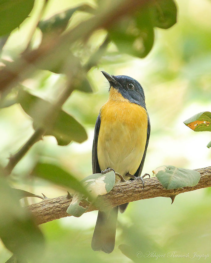 Tickell's Blue Flycatcher I did a descend from a hill following a Crested Serpent Eagle and saw this beauty. Abhijeet Jagtap,Abhijeet Ramesh Jagtap,Birder,Birding,Blue Flycatcher,Cyornis tickelliae,Fall,Flyacatcher,Geotagged,Gujarat,Incredible India,IncredibleIndia,India,Tickells Blue Flycatcher