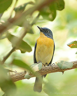 Tickell's Blue Flycatcher I did a descend from a hill following a Crested Serpent Eagle and saw this beauty. Abhijeet Jagtap,Abhijeet Ramesh Jagtap,Birder,Birding,Blue Flycatcher,Cyornis tickelliae,Fall,Flyacatcher,Geotagged,Gujarat,Incredible India,IncredibleIndia,India,Tickells Blue Flycatcher