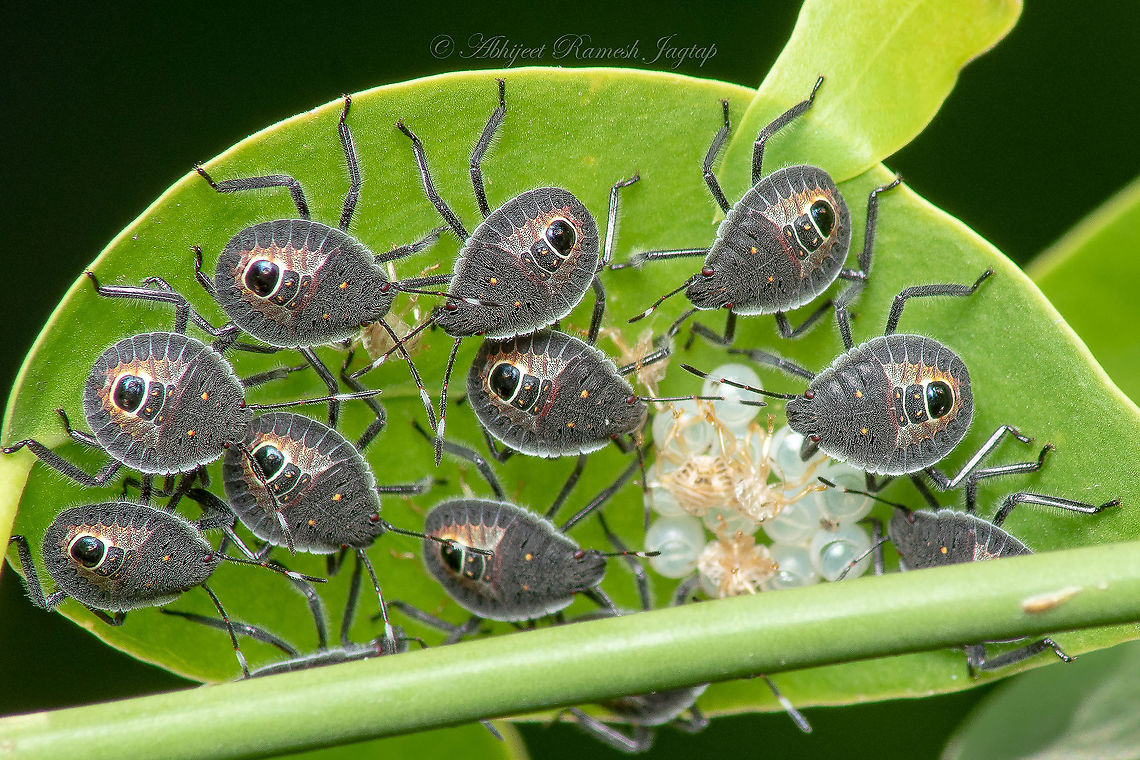 Transformation of shield bugs Recently I posted a picture of Shield Bug eggs and the freshly hatched juveniles. Hatching was shot on 1st of June and this is the update after 5 days. They went under molting process and you can see the discarded exoskeleton on the cluster of eggs. Also, this was the last time I saw them. It is so amazing to see their transformation from eggs to freshly hatched juveniles and to this completely transformed adult stage.<br />
Look at the size of juveniles and compare it with the current size and all this in just 5 days.<br />
<br />
Freshly hatched juveniles <figure class="photo"><a href="https://www.jungledragon.com/image/95138/when_mysterious_eggs_hatched.html" title="When mysterious eggs hatched"><img src="https://s3.amazonaws.com/media.jungledragon.com/images/1843/95138_thumb.jpg?AWSAccessKeyId=05GMT0V3GWVNE7GGM1R2&Expires=1767225610&Signature=ItteBq4AdHDDybNan2BMgfyvUmY%3D" width="200" height="134" alt="When mysterious eggs hatched Yesterday morning when I was watering those plants I checked that leaf on which eggs were laid and I saw these tiny bugs and I was so excited to record them. I know nothing about these tiny gems except for the fact that they are some species of shield / stink bugs.<br />
<br />
<br />
egg stage https://www.jungledragon.com/image/95137/mysterious_eggs.html<br />
<br />
5 days development https://www.jungledragon.com/image/95752/transformation_of_shield_bugs.html Abhijeet Jagtap,Abhijeet Ramesh Jagtap,Erthesina fullo,Geotagged,Incredible India,India,Macro,Nikon,Nikon D5600,Spring,Tamron,Tamron AF 70-300mm f4-5.6 Di LD MACRO 1:2,Yellow-spotted Stink Bug,incredibleindia" /></a></figure><br />
<br />
eggs <figure class="photo"><a href="https://www.jungledragon.com/image/95137/mysterious_eggs.html" title="Mysterious eggs"><img src="https://s3.amazonaws.com/media.jungledragon.com/images/1843/95137_thumb.jpg?AWSAccessKeyId=05GMT0V3GWVNE7GGM1R2&Expires=1767225610&Signature=8v%2B%2FGZLBbx%2FNHUUSD2MEk8razy4%3D" width="200" height="134" alt="Mysterious eggs 4 days from now, I saw these eggs in my mom&#039;s kitchen garden and I searched for the species. Learnt from few entemology friends they belong to bugs of sub-family Pentatomidae which has 900+ genus and 4700+ species so I stopped my search then and there and decided to wait for them to hatch.<br />
<br />
When these mysterious eggs hatched https://www.jungledragon.com/image/95138/when_mysterious_eggs_hatched.html<br />
<br />
5 days development https://www.jungledragon.com/image/95752/transformation_of_shield_bugs.html Abhijeet Jagtap,Abhijeet Ramesh Jagtap,Erthesina fullo,Geotagged,India,Nikon D5600,Pentatomidae,Spring,Yellow-spotted Stink Bug,abhitap1991,insects,nikon" /></a></figure> Abhijeet Jagtap,Abhijeet Ramesh Jagtap,Erthesina fullo,Geotagged,India,Insects of India,Maharashtra,Mumbai,Pentatomidae,Shield Bugs,Spring,Stink Bugs,Yellow-spotted Stink Bug,abhitap,abhitap1991,dhanmill naka,incredible india,incredibleindia