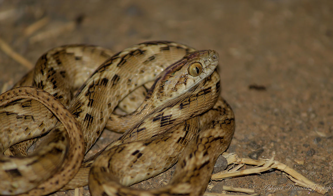 Not so common Common Cat Snake My first encounter with this species was a sad experience as I came across a dead specimen back in 2015. It was killed by natives of a village as they had the obvious fear from serpents.<br />
Post dusk the darkness started covering the landscape, and right then we heard few, screaming and instinctively we directed our torchlight at the direction of the noise. We sensed it must be because of some snake or scorpion. We ran with our cameras and torch. It was this beauty!!! As we were approaching snake and not running away from it, people stopped there. This fellow immediately coiled its body and this is the only shot I could make as immediately after this shot, it hid its head under the body. We showed the image we could make to them and made them aware about the species which they were about to kill. Also, in told them the importance of carrying torchlight especially when they are living besides a forested areas. They were quite comfortable in around just 5 mins and then without killing or disturbing the snake they started their journey home and so did we. Snake must&#039;ve got wherever it wanted. It was a wonderful experience for us all. Abhijeet Jagtap,Abhijeet Ramesh Jagtap,Boiga trigonata,Cat Snake,Fall,Geotagged,Gujarat,Incredible India,IncredibleIndia,India,Jhagadia,Jhagadiya,Ratanpore,abhitap,abhitap1991