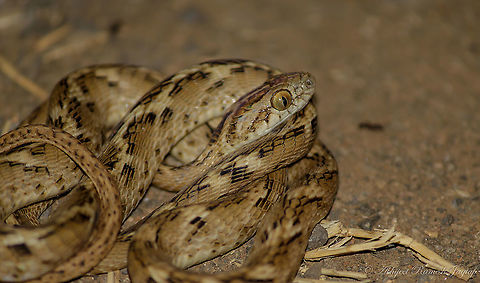 Not so common Common Cat Snake My first encounter with this species was a sad experience as I came across a dead specimen back in 2015. It was killed by natives of a village as they had the obvious fear from serpents.
Post dusk the darkness started covering the landscape, and right then we heard few, screaming and instinctively we directed our torchlight at the direction of the noise. We sensed it must be because of some snake or scorpion. We ran with our cameras and torch. It was this beauty!!! As we were approaching snake and not running away from it, people stopped there. This fellow immediately coiled its body and this is the only shot I could make as immediately after this shot, it hid its head under the body. We showed the image we could make to them and made them aware about the species which they were about to kill. Also, in told them the importance of carrying torchlight especially when they are living besides a forested areas. They were quite comfortable in around just 5 mins and then without killing or disturbing the snake they started their journey home and so did we. Snake must've got wherever it wanted. It was a wonderful experience for us all. Abhijeet Jagtap,Abhijeet Ramesh Jagtap,Boiga trigonata,Cat Snake,Fall,Geotagged,Gujarat,Incredible India,IncredibleIndia,India,Jhagadia,Jhagadiya,Ratanpore,abhitap,abhitap1991