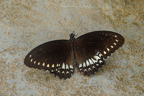 Malabar Raven A butterfly species which often gets mistaken for Common Crow butterfly. Found this beauty in the forests of Goa. AbhijeetJagtap,AbhijeetRameshJagtap,Geotagged,Goa,Incredible India,IncredibleIndia,India,Malabar,Malabar Raven,Papilio dravidarum,Raven,Sahyadri,Summer,Western Ghats,abhitap1991