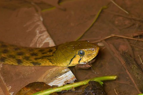 Checkered Keelback Watersnake Only snake I could photograph in my Goa visit. This is one of the very commonly occurring species in India. It survives extreme conditions like one can also spot them in dirty waters of the gutter and one can also see them fishing in cleanest water of the rivers and the streams. They also sometimes show reddish morph but mostly seen in olive green colours. Interestingly, there are observations by many of seeing this species scavenge on road kills. Yes, a snake which scavenge! Abhijeet Jagtap,Abhijeet Ramesh Jagtap,Checkered keelback,Colubrid,Geotagged,Goa,IncredibleIndia,India,IndianSnakes,Reptiles of India,Sahyadri,Snakes of India,Summer,Western Ghats,Xenochrophis piscator,abhitap1991,incredible india