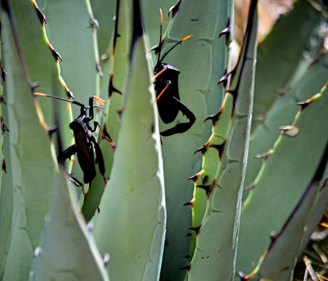 Leaf-Footed Bug  Acanthocephala thomasi,Geotagged,Giant Agave Bug,United States