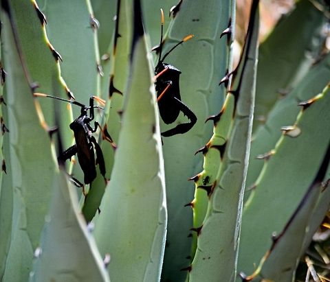 Leaf-Footed Bug  Acanthocephala thomasi,Geotagged,Giant Agave Bug,United States