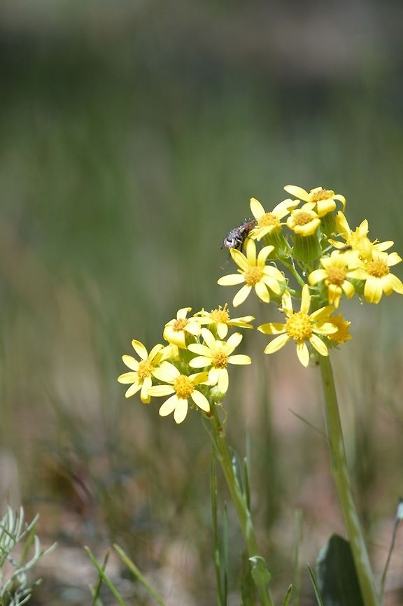 Insect on Flowers  Geotagged,United States