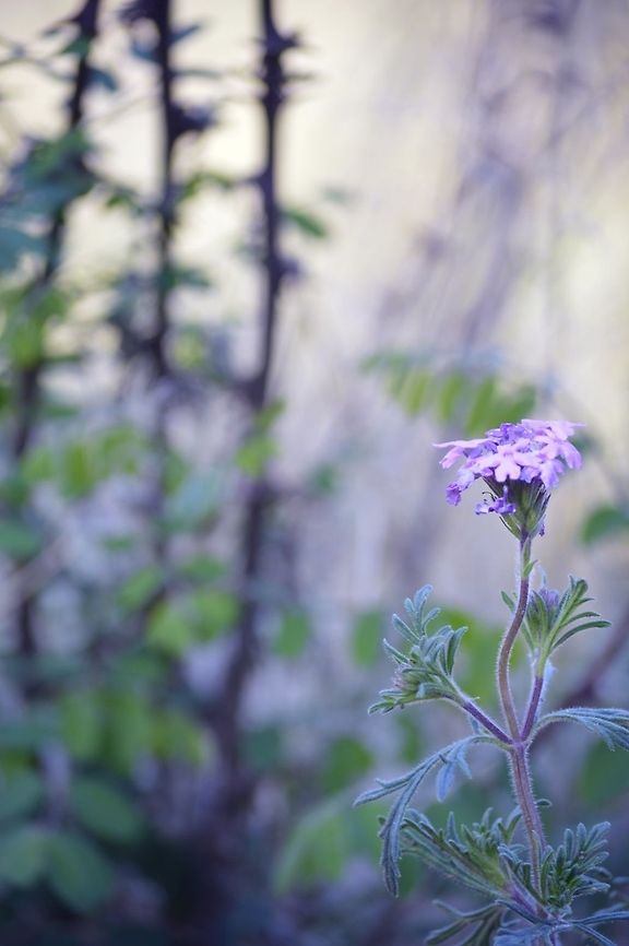 Purple Flower  Geotagged,Glandularia bipinnatifida,Purple prairie verbena,United States,Wildflowers