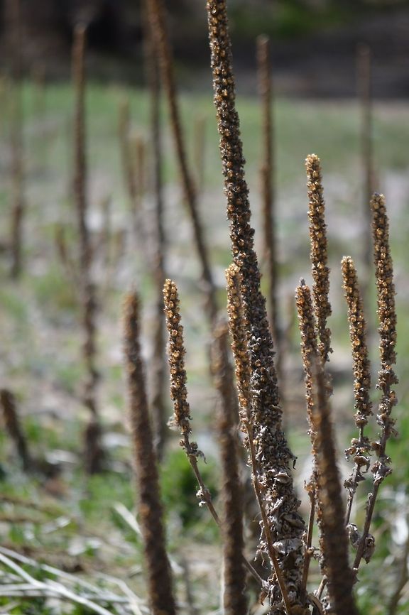 Plant It is a water plant at Bonito Lake in New Mexico.  Geotagged,United States
