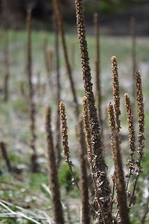 Plant It is a water plant at Bonito Lake in New Mexico.  Geotagged,United States