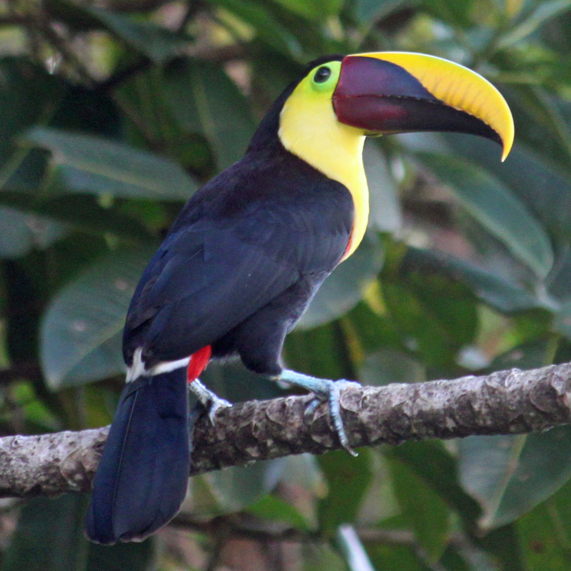 toucan_square  Blurred,Chestnut-mandibled toucan,Costa Rica,Geotagged,Medium Quality,Ramphastos ambiguus swainsonii