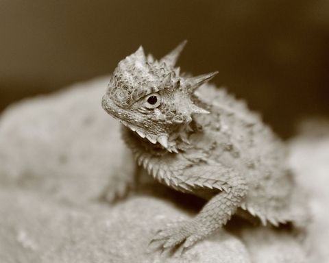 Texas horned lizard
