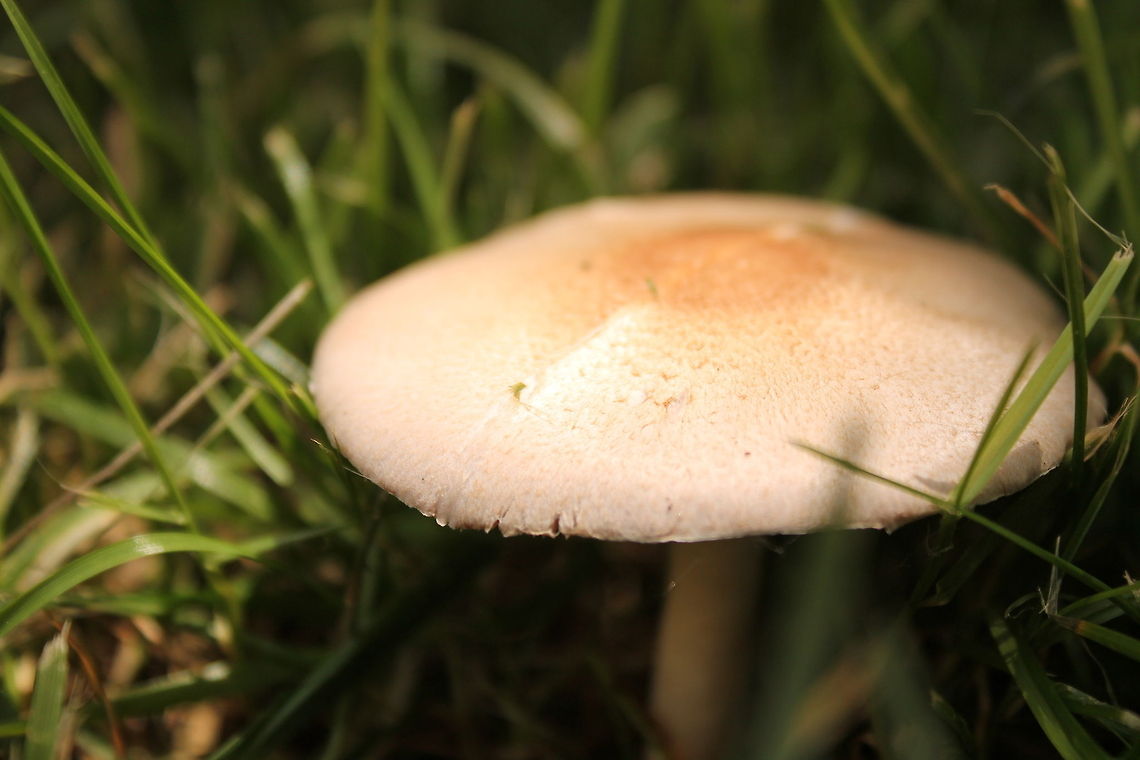 What A Fun Guy How something grows overnight is beyond my imagination Fungi,Geotagged,United States,UnitedStates,fairy,fungi,fungus,missouri,toadstool