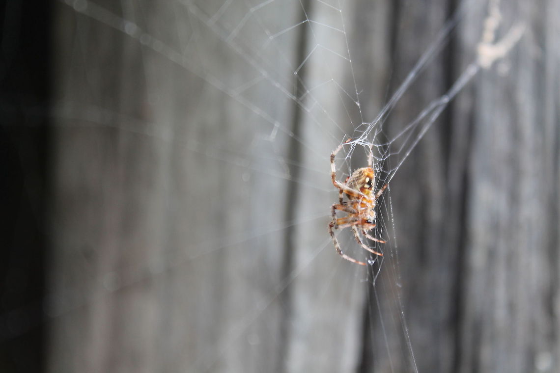 Arboreal Orb Weaver Waiting patiently for lunch on a humid Missouri day Arboreal Orb Weavers,Missouri,Neoscona crucifera,United States,spider,webweaver
