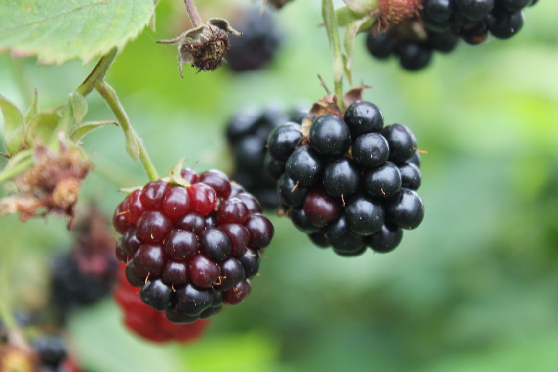 The Taste of Summer These very juicy blackberries grow in my mothers back yard, a great treat on a summers day. Fruit,Rubus fruticosus,Shrubby Blackberry,Summer,berries