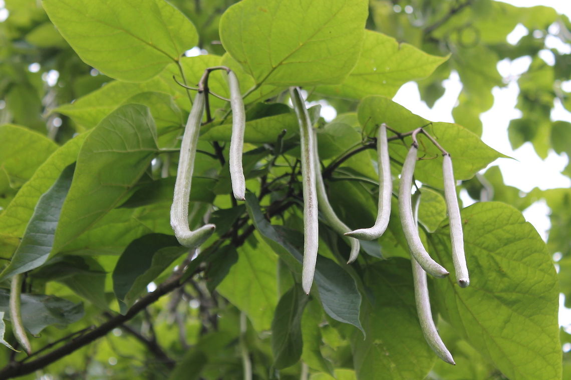 Catalpa Tree In the Spring these lovely trees have a beautiful flower that is quite fragrant, in the summer the bean pods develop and look quite lovely! Bignoniaceae,Catalpa,Catalpa speciosa,Geotagged,North America,Northern catalpa,United States,botanical,catawba,deciduous,flowering plants