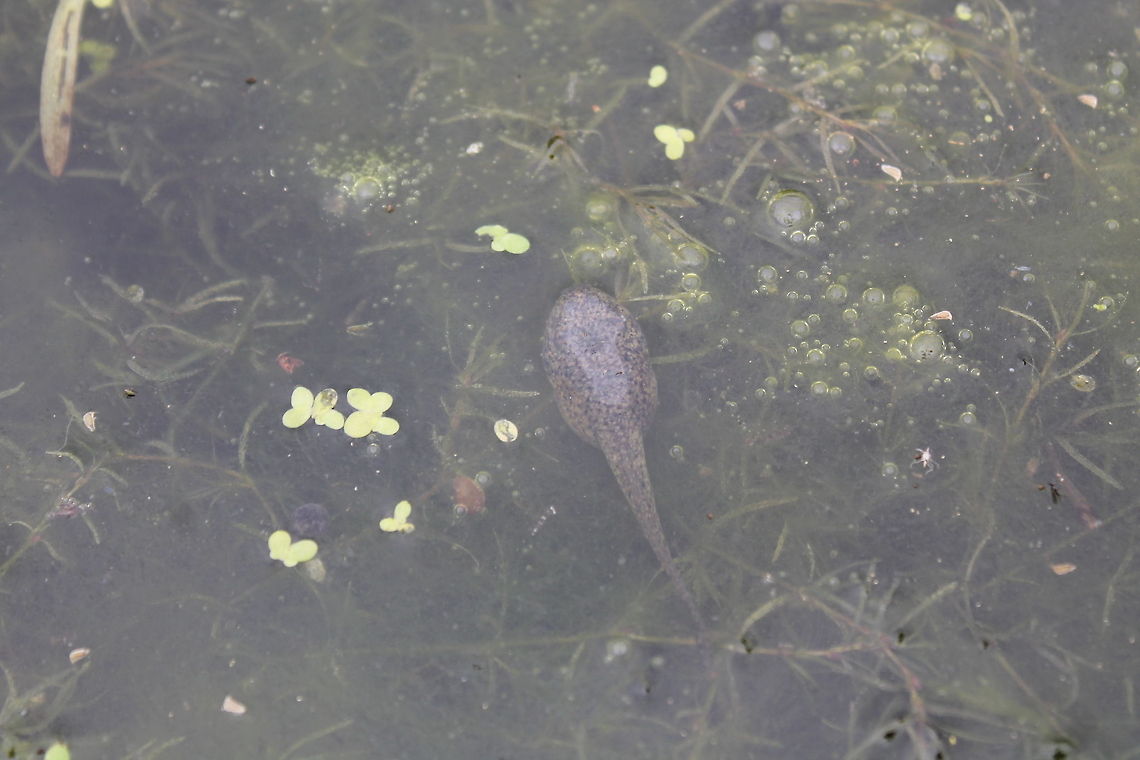 Bullfrog Tadpole Out taking pictures of the pond when I see this little guy resting on the duckweed, not a worry in the world. American Bullfrog,Missouri,Rana catesbeiana,UnitedStates,aquatic,frog,pondlife,tadpole