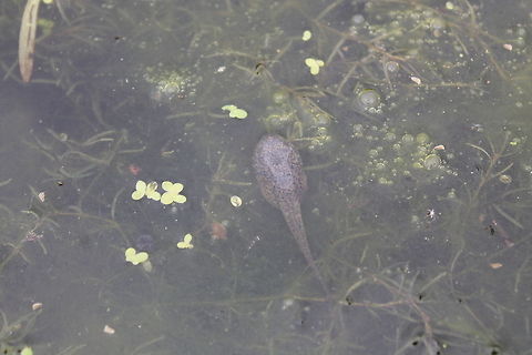 Bullfrog Tadpole Out taking pictures of the pond when I see this little guy resting on the duckweed, not a worry in the world. American Bullfrog,Missouri,Rana catesbeiana,UnitedStates,aquatic,frog,pondlife,tadpole