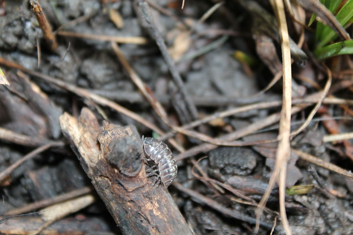 Rollie Pollie Memories A childhood favorite, yet so complex Armadillidium vulgare,UnitedStates,bug,commonbug,missouri,pillbug,rolliepollie